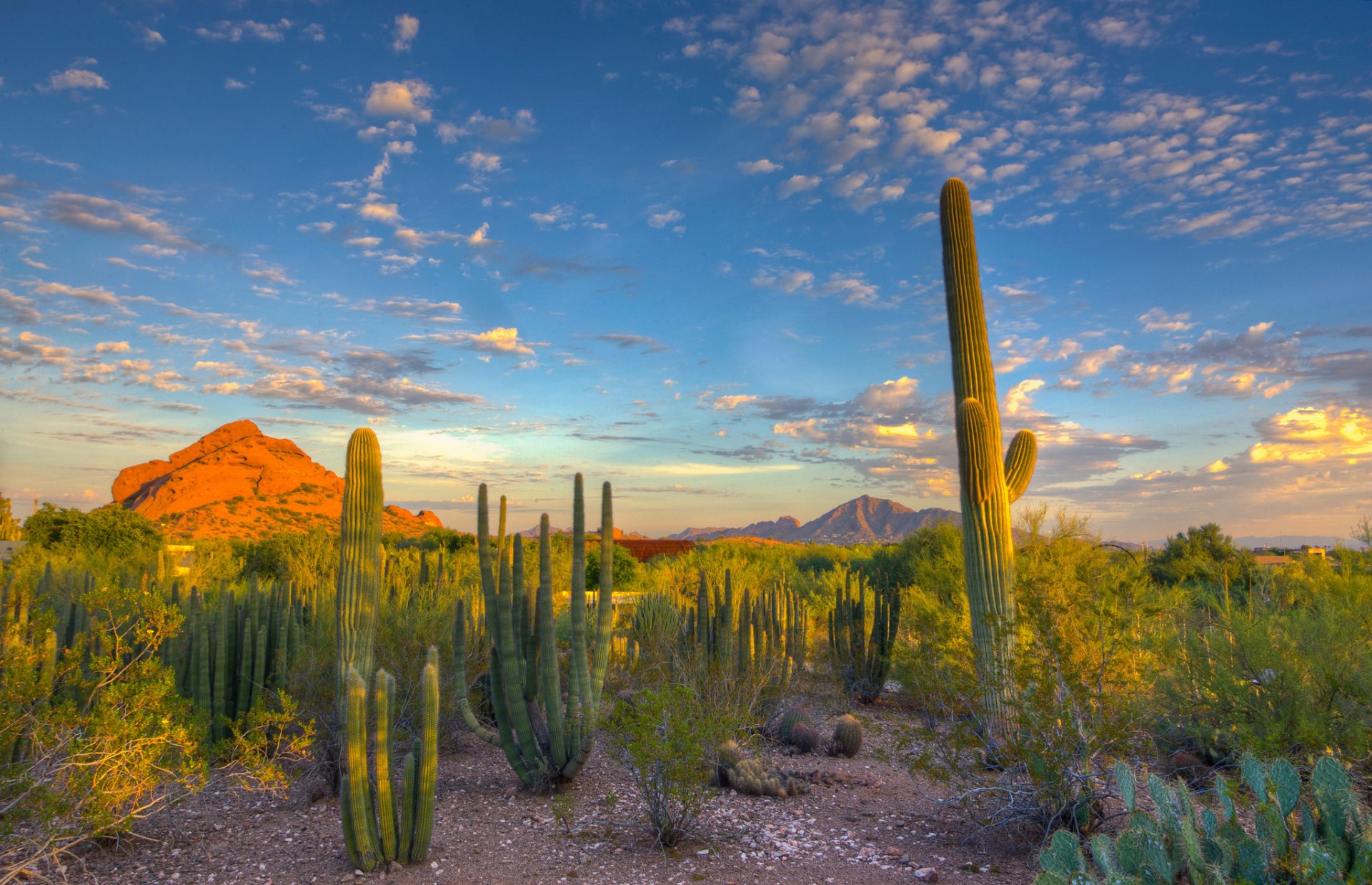 cielo nubes puesta de sol montaña cactus desierto