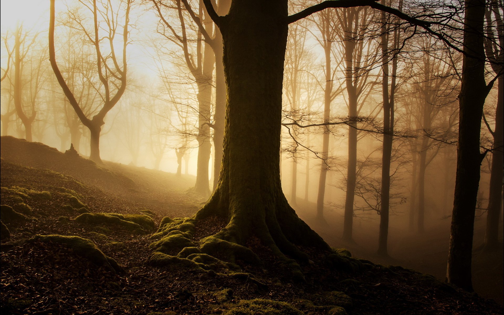 mattina foresta nebbia luce natura paesaggio