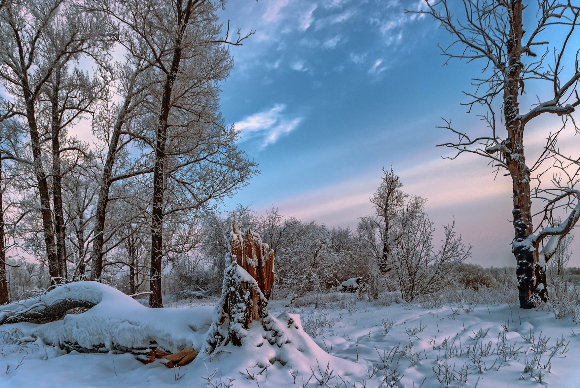 hiver forêt nature