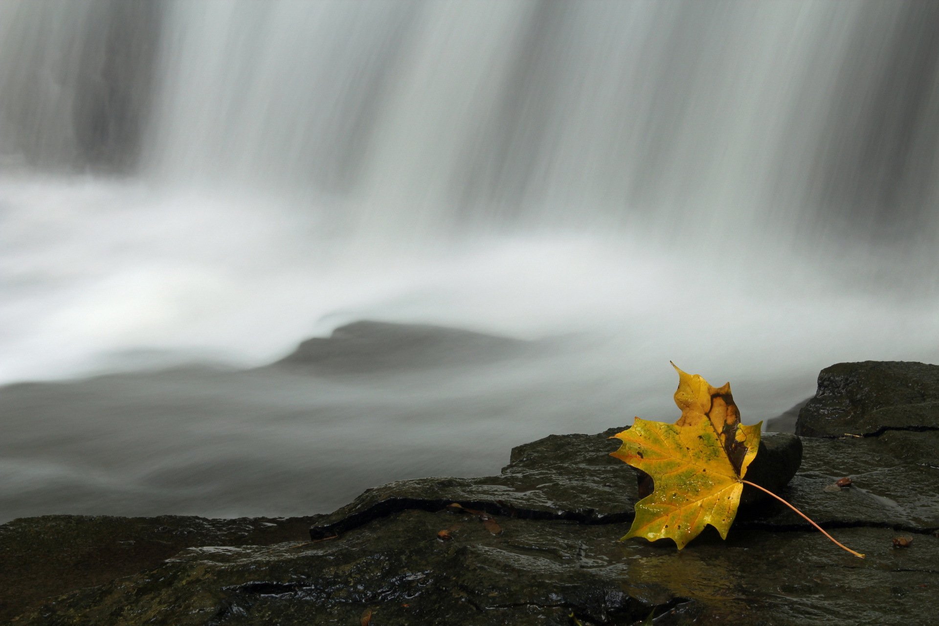 foglia acqua natura