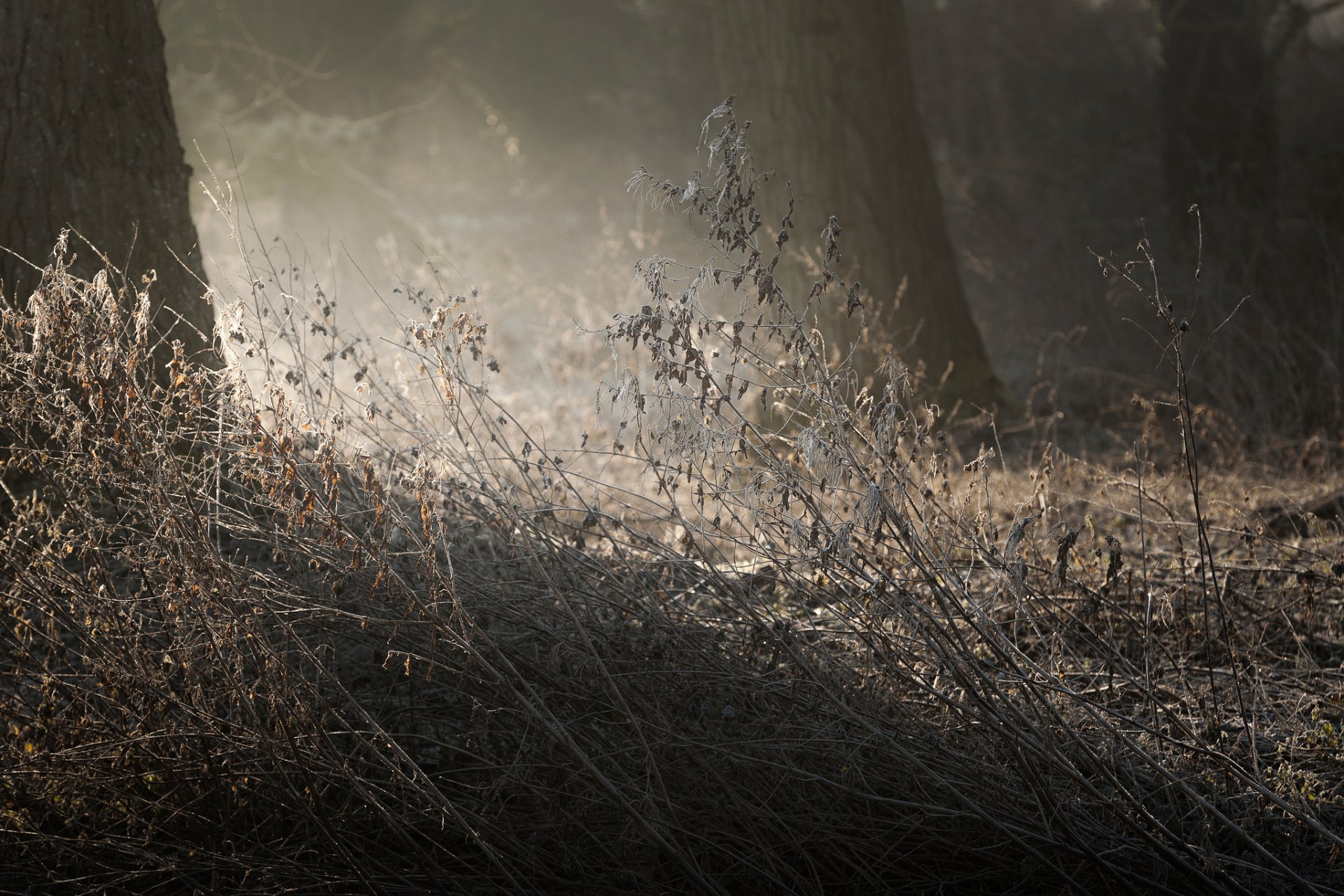 touched rosa forest dry grass morning