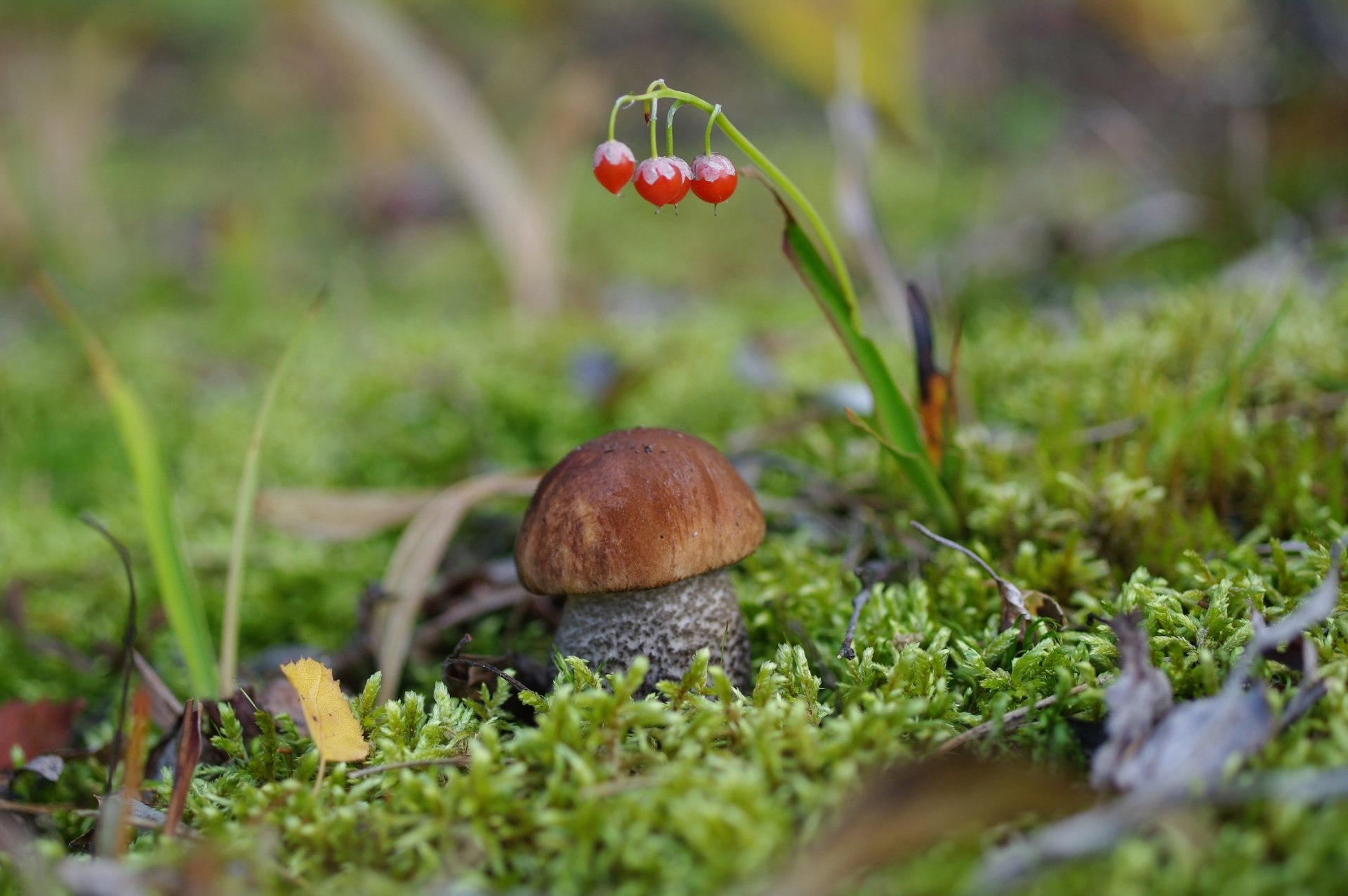 pilz steinpilz moos kräftiger