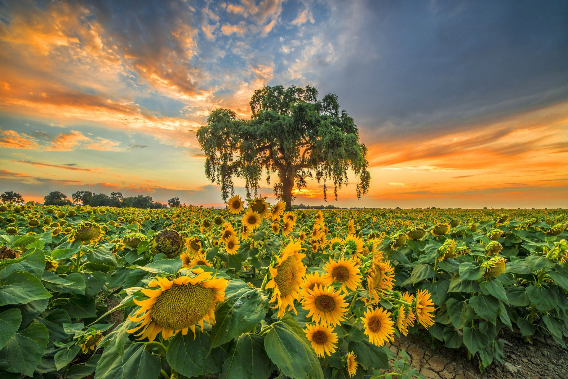 campo girasoles árbol tarde puesta de sol