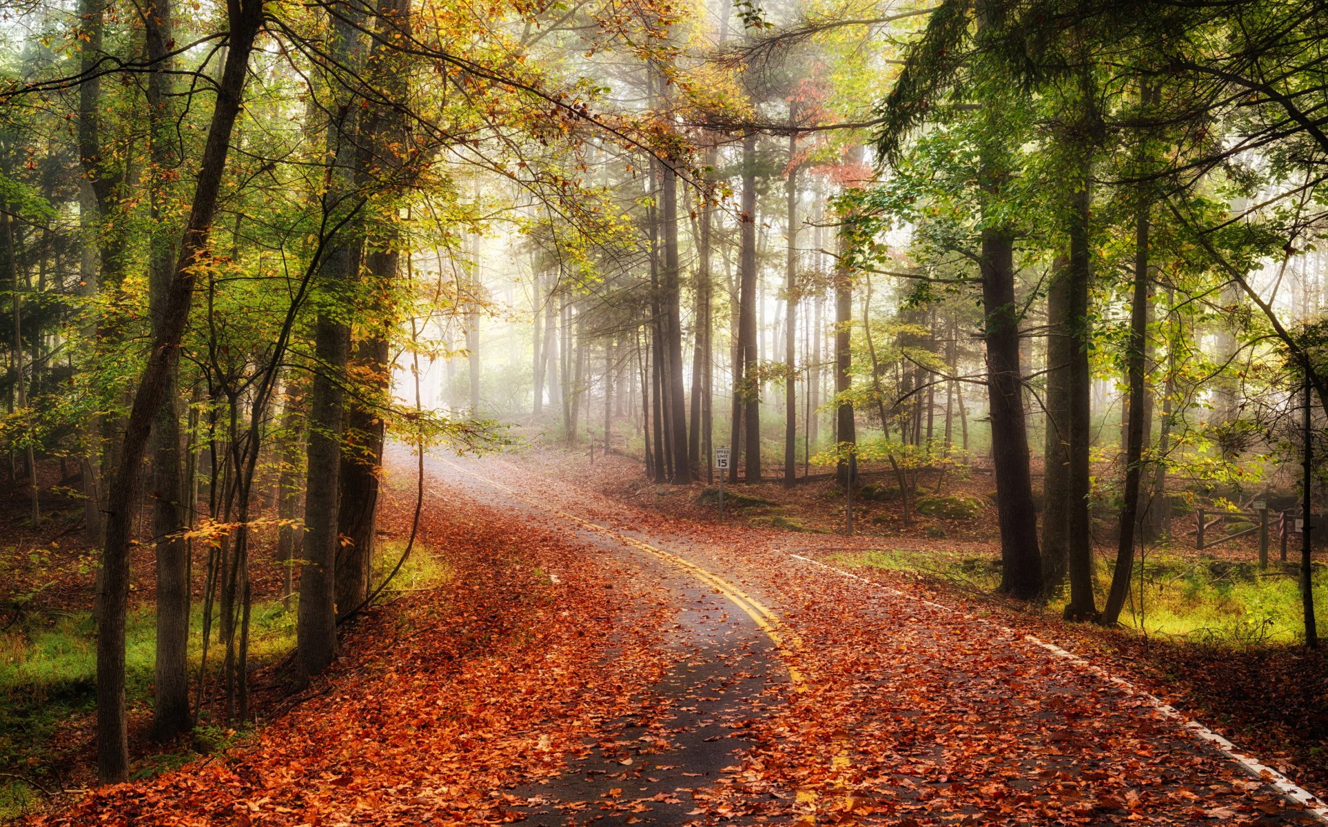 road forest autumn nature landscape