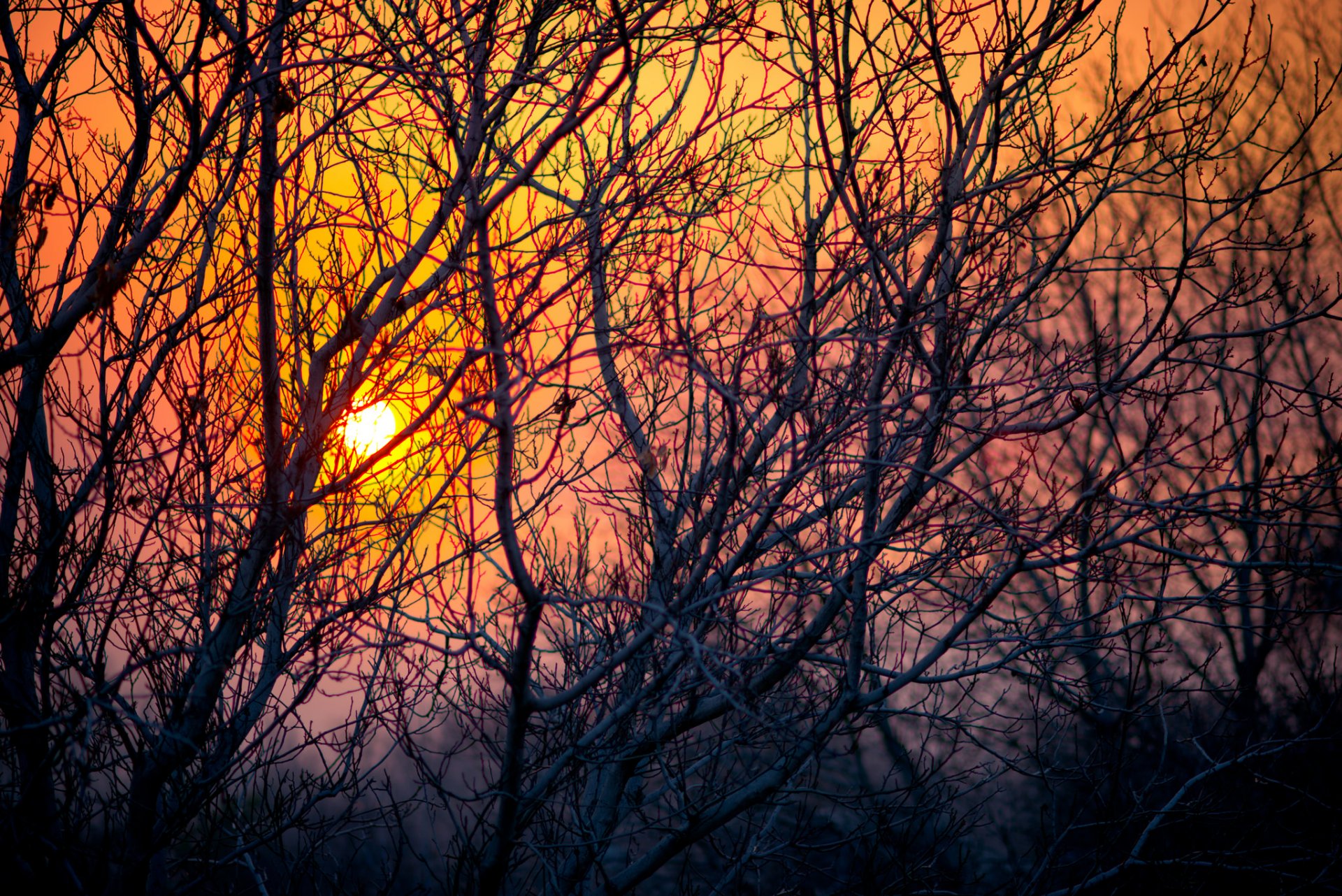 alberi rami sole tramonto cielo natura sera