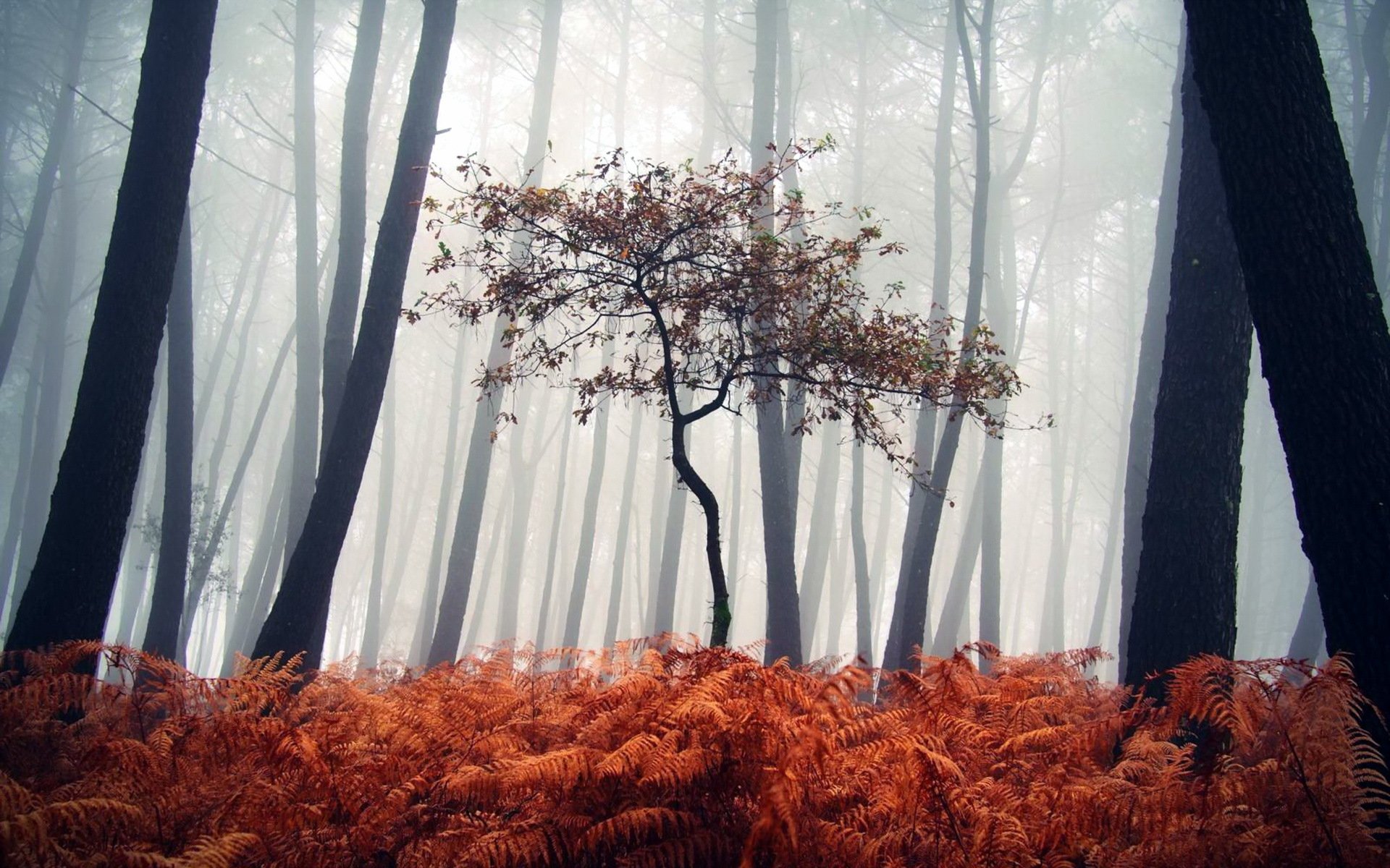 foresta nebbia natura paesaggio