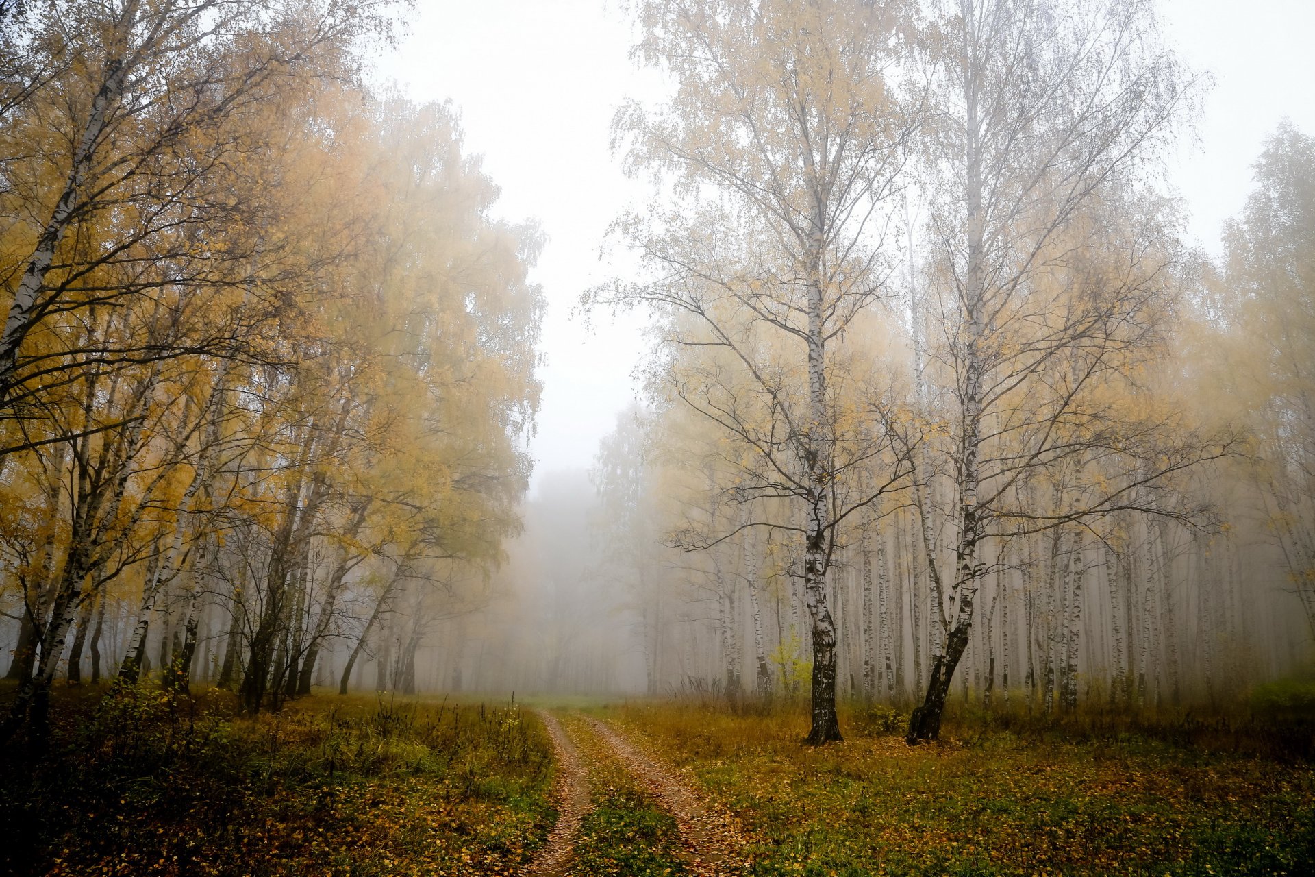 bäume herbst natur