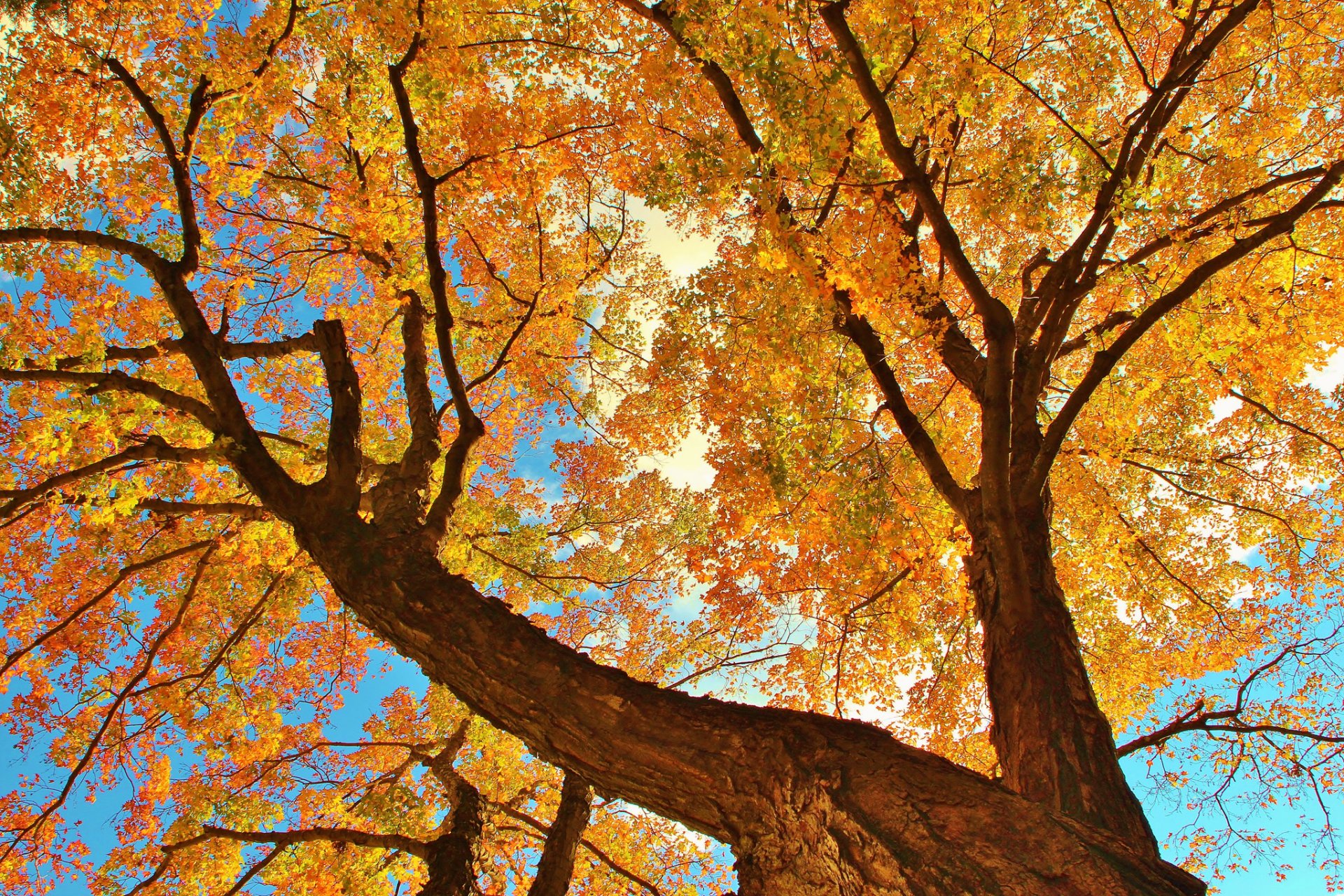 himmel baum stamm zweige blätter herbst