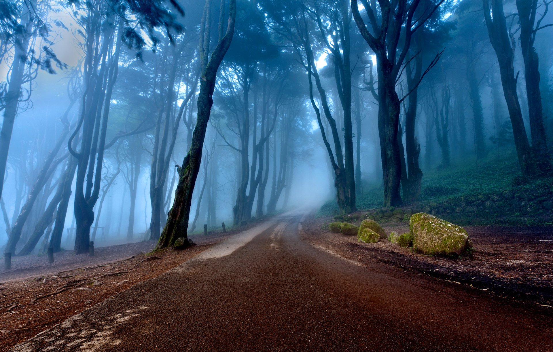 portugal bosque niebla árboles pendiente camino naturaleza