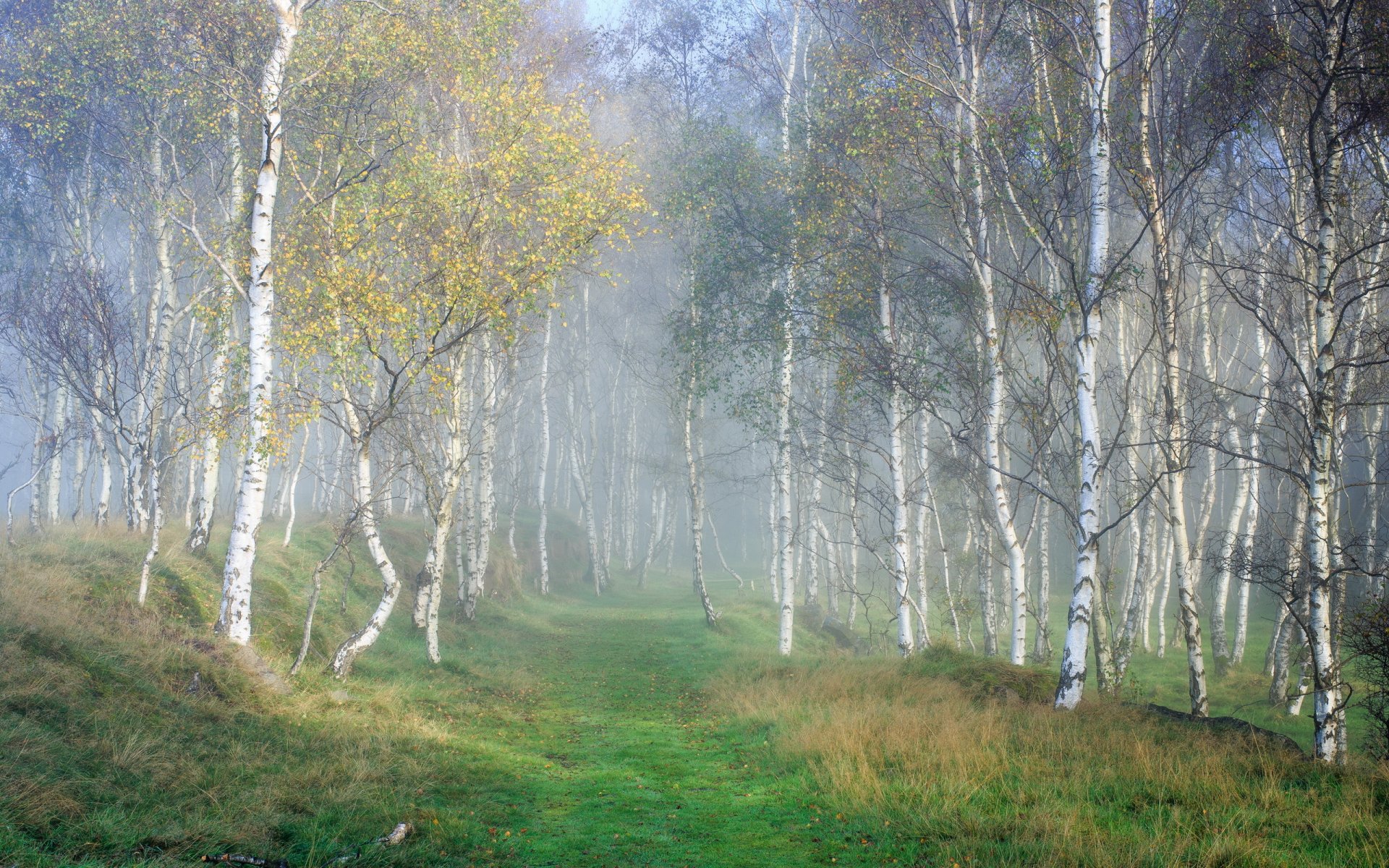 foresta natura