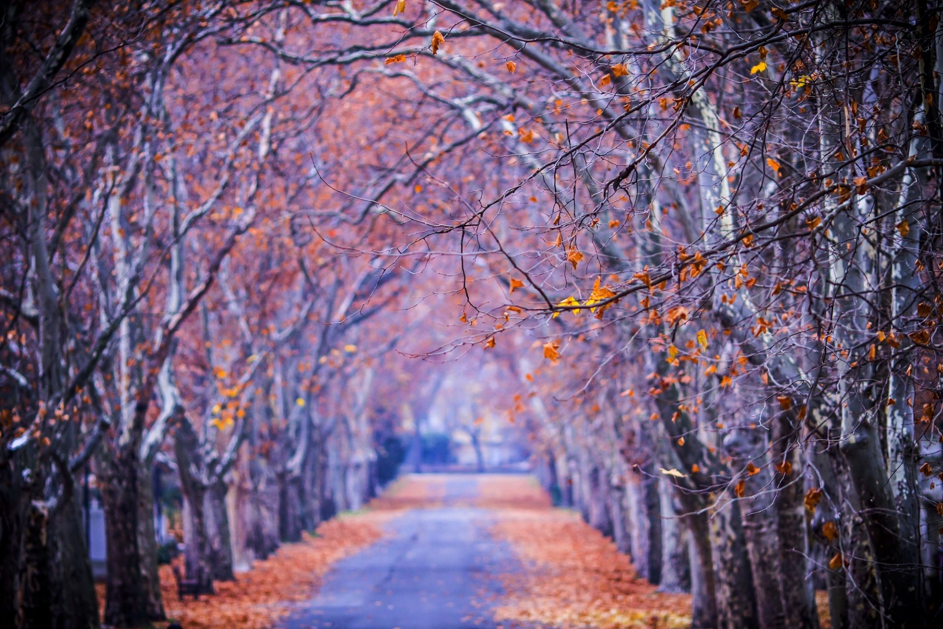 nature forest park trees leaves colorful road autumn fall colors walk