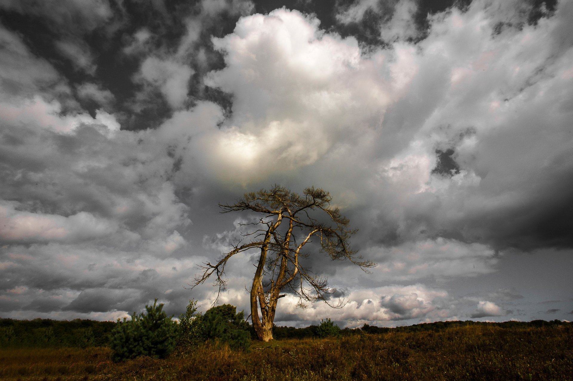 albero solitario albero cielo nuvole