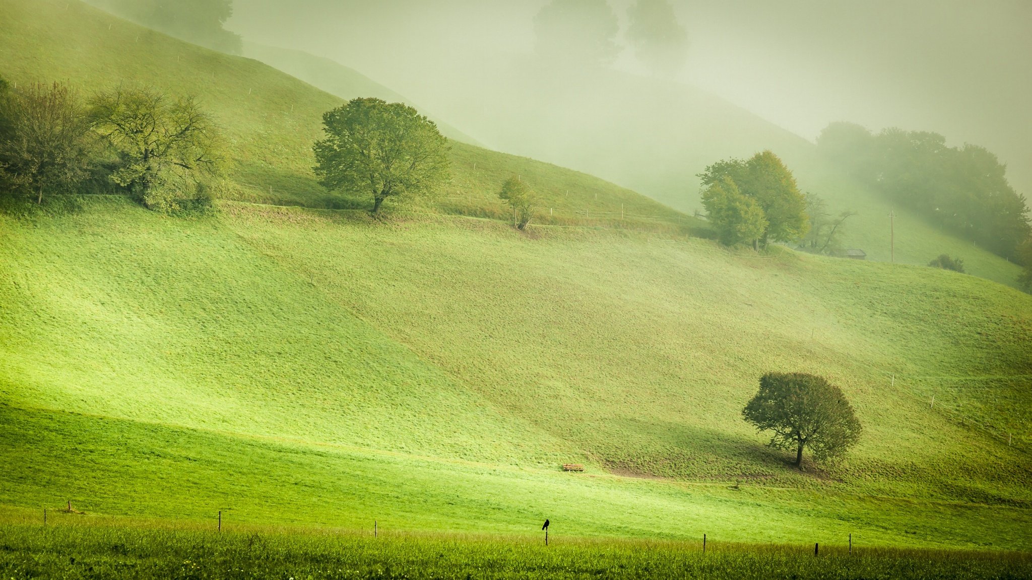 nature autriche berg tôt le matin brouillard brume collines pentes arbres corbeau oiseau automne octobre