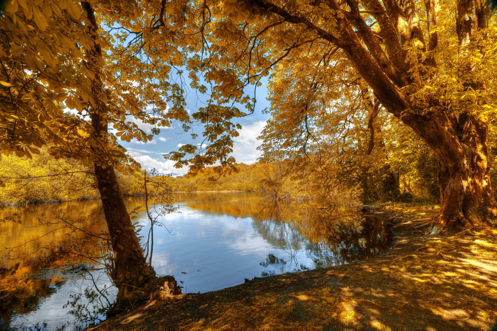 autumn forest tree leaves yellow beach river