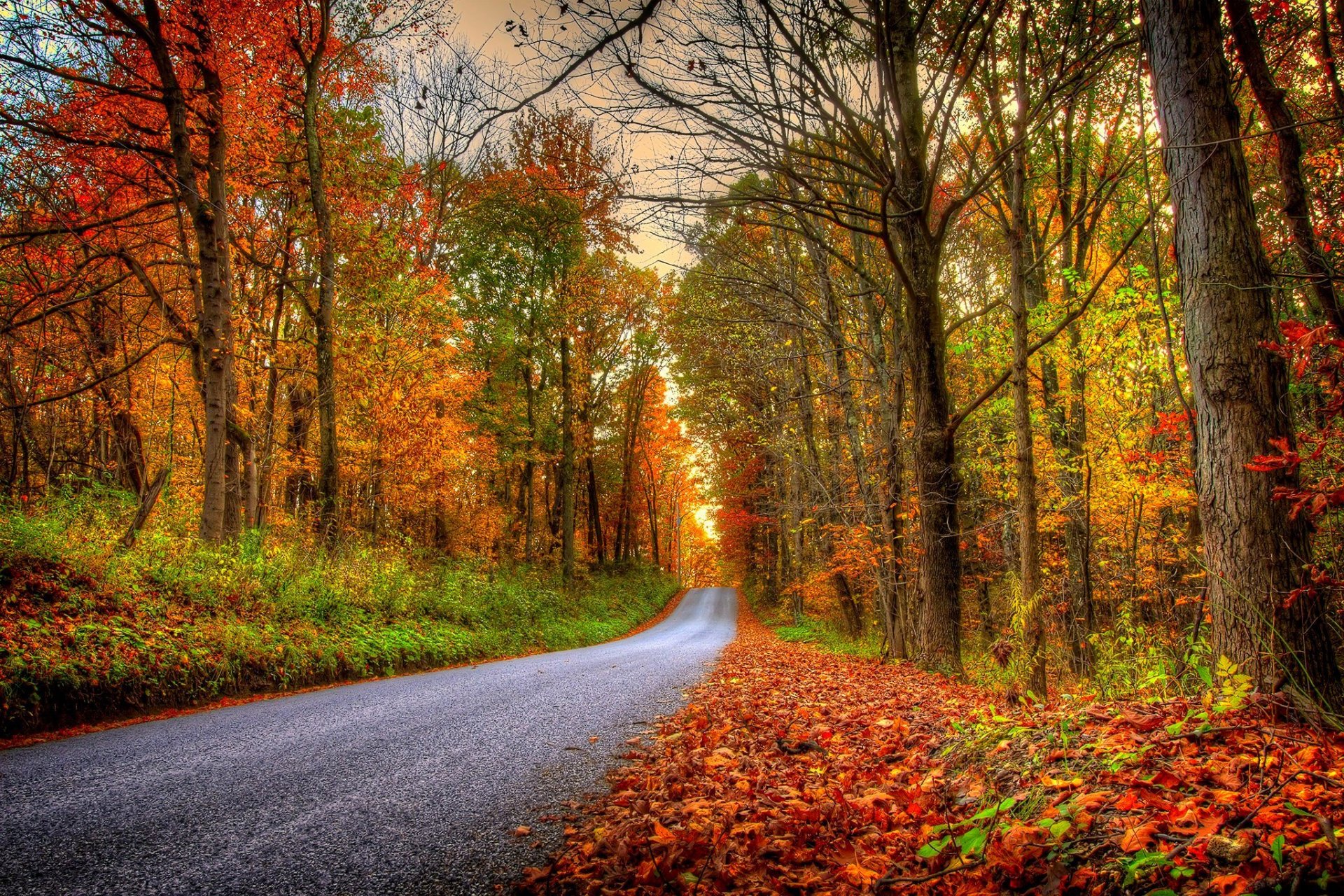 naturaleza bosque parque árboles hojas colorido camino otoño caída colores paseo