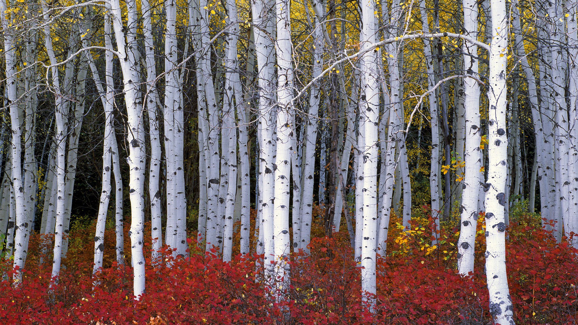 bosque árboles arbustos hojas otoño álamo temblón