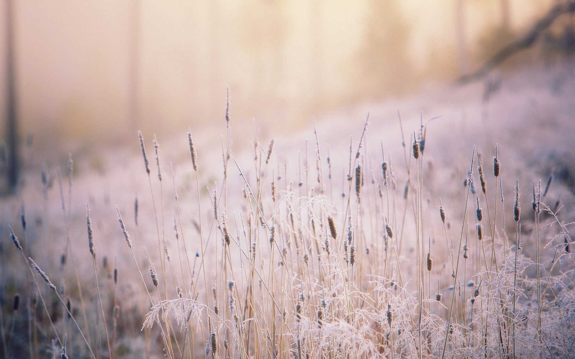 herbe lumière nature automne