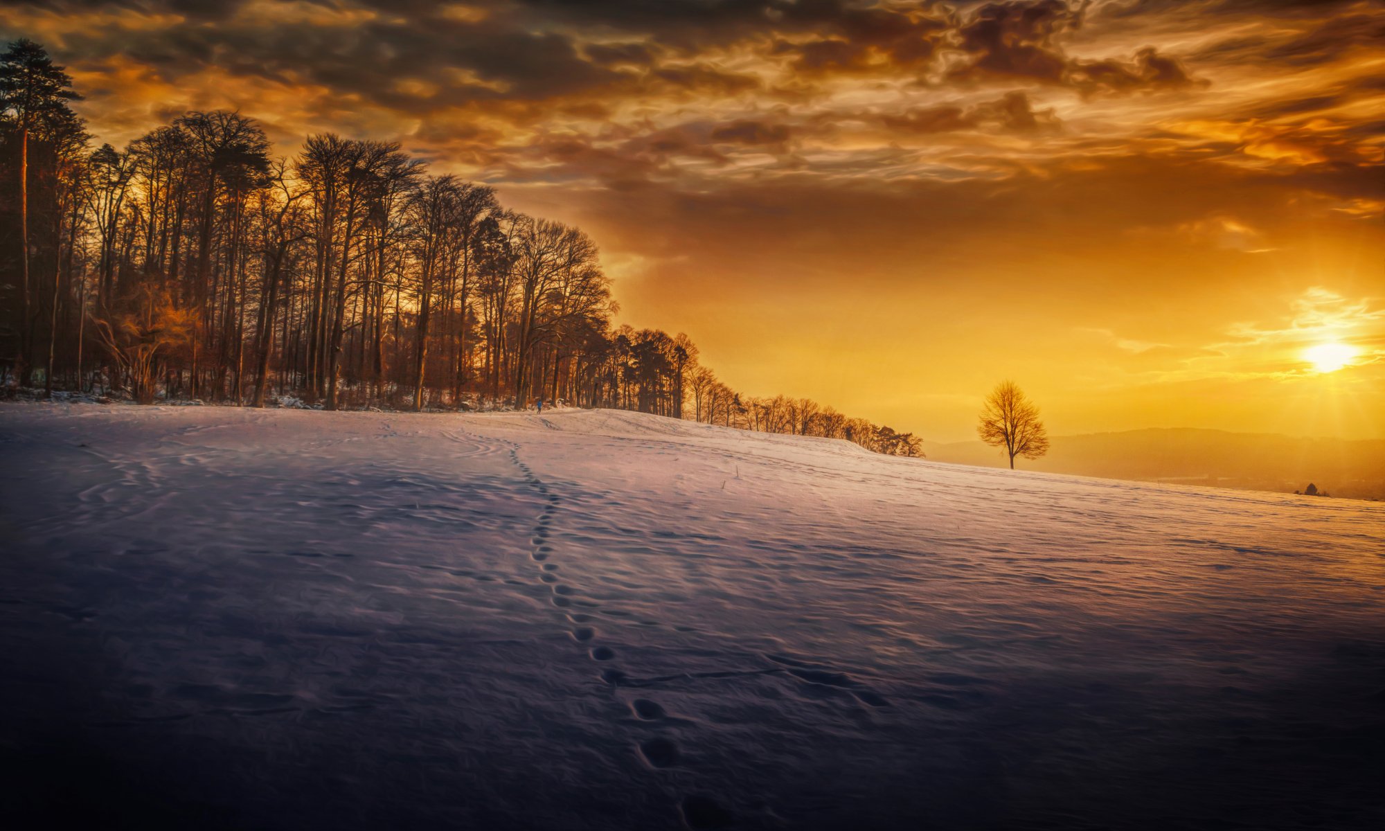 andato neve alberi lavorazione