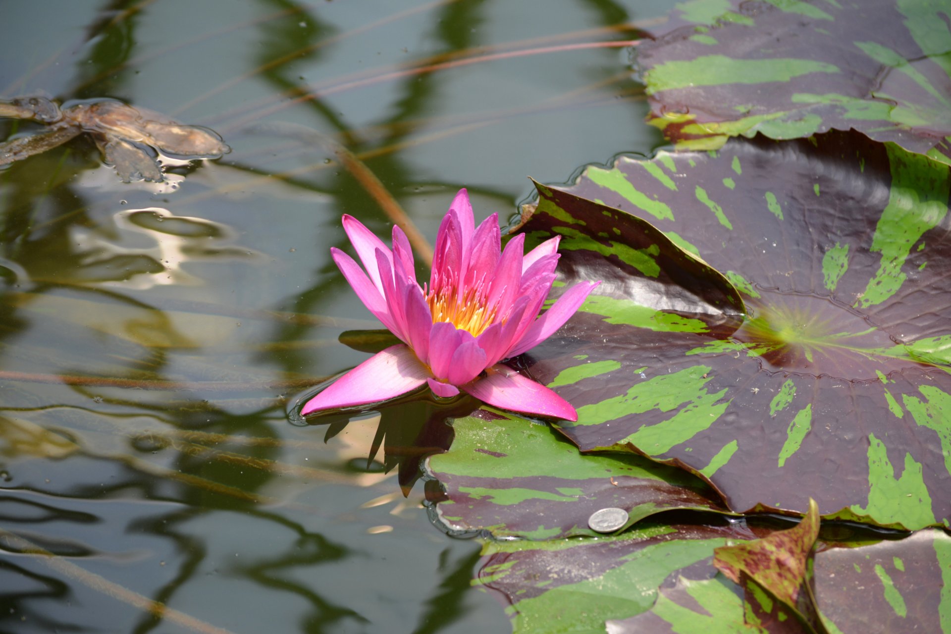 cuerpo de agua hoja flor pétalos moneda