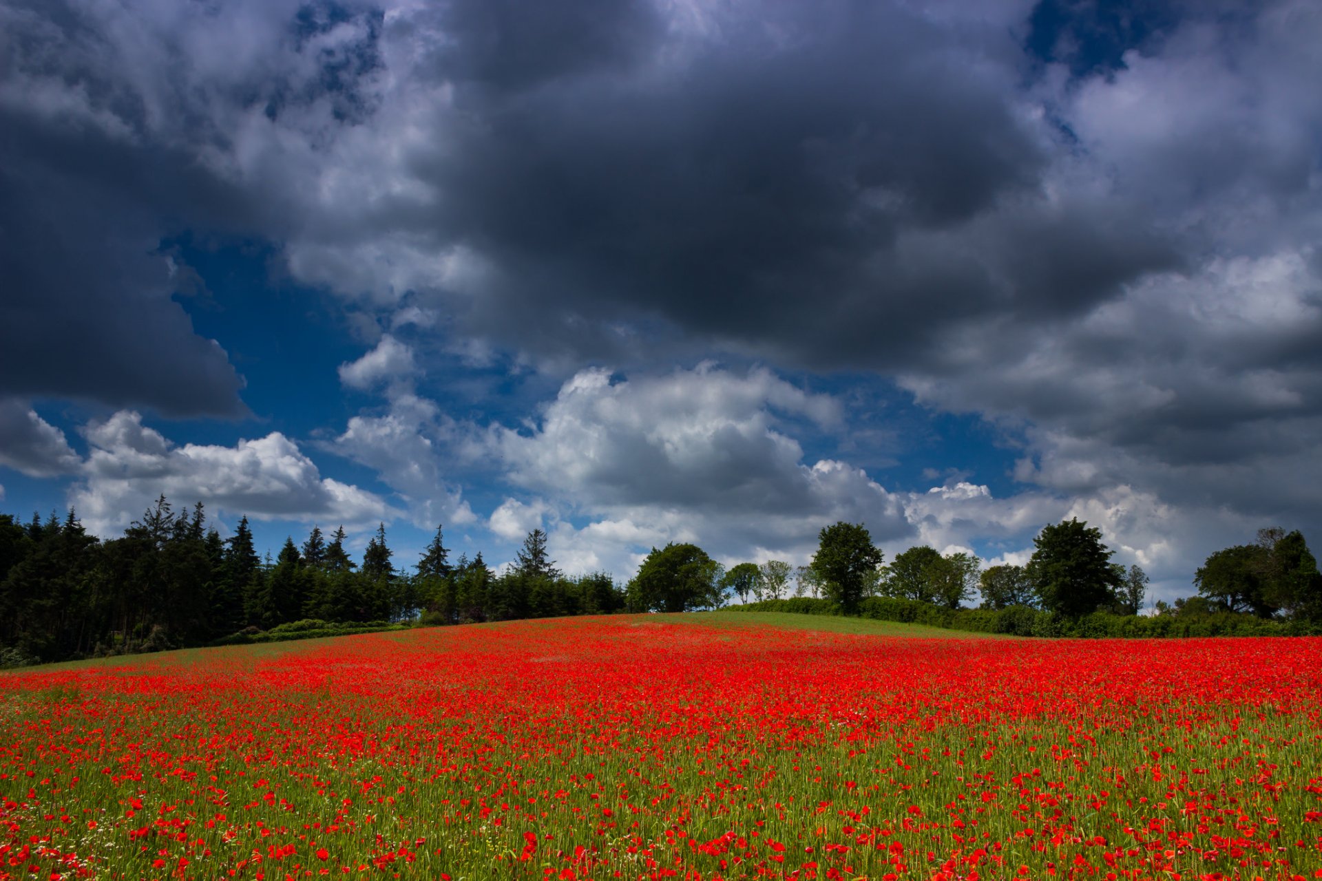 cielo nuvole campo prato alberi fiori papaveri