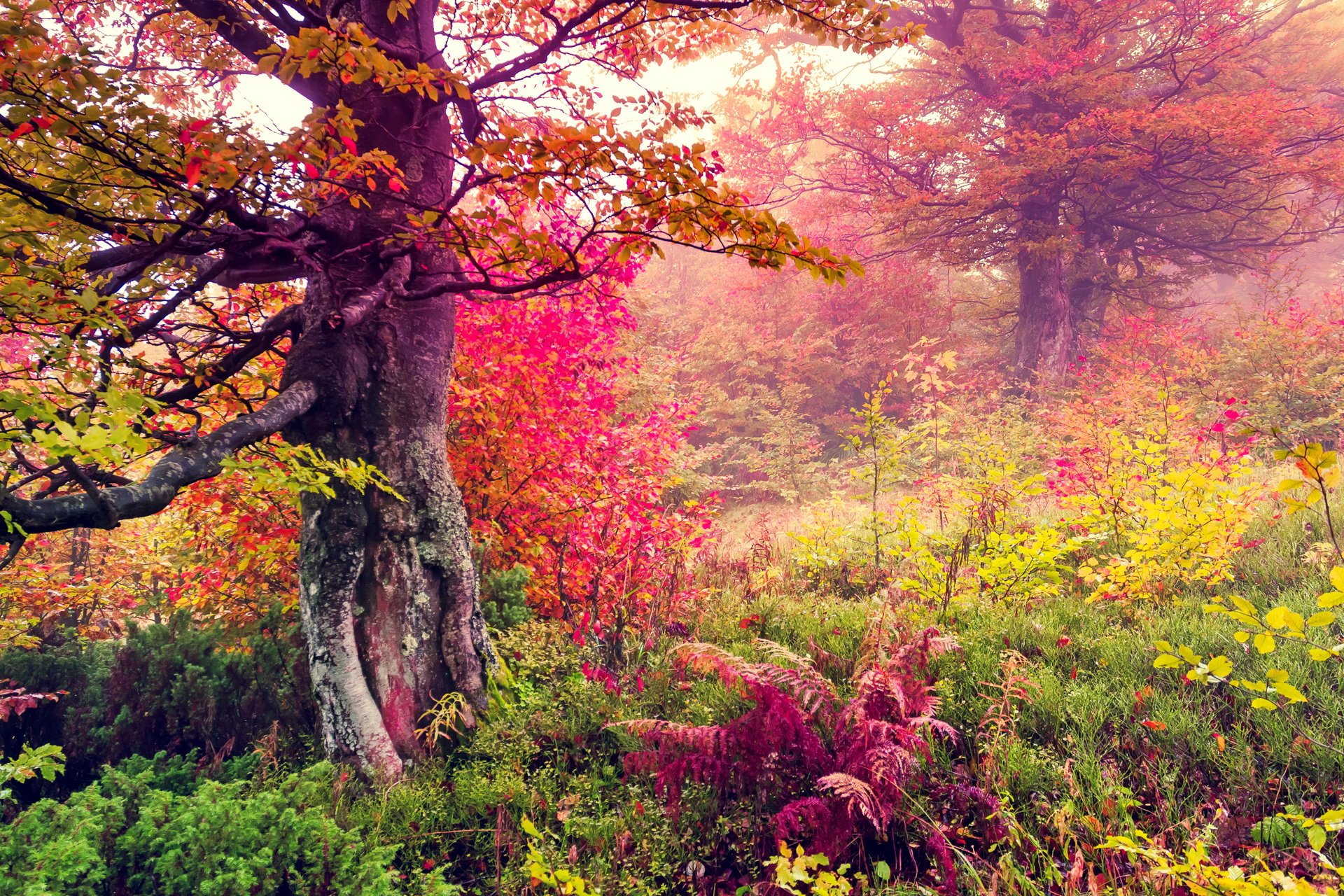 herbst wald baum blätter fallen bäume landschaft