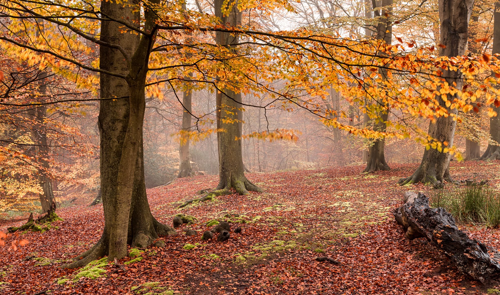 autunno foresta nebbia foglie gialle