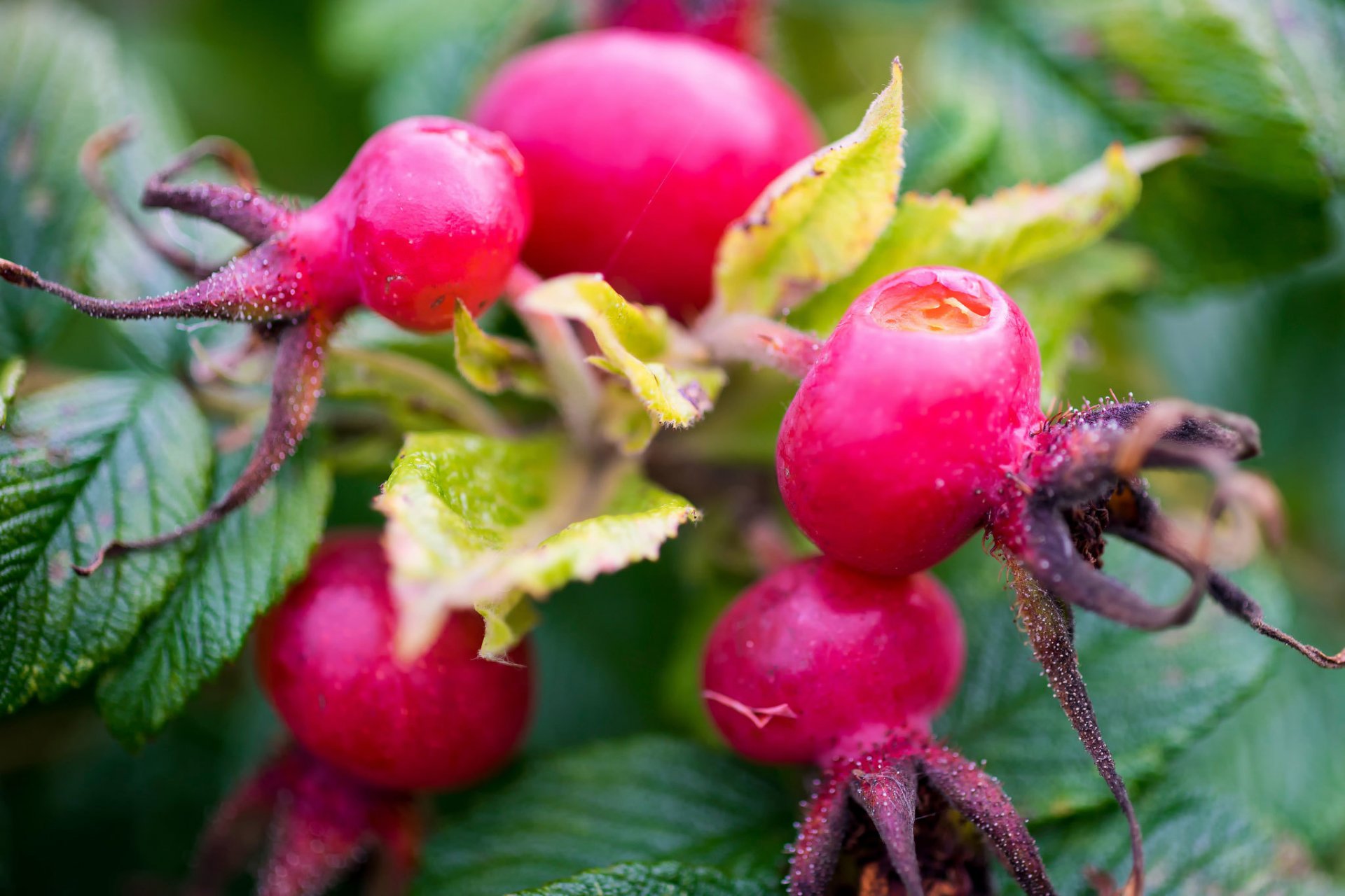 berries dog rose close up