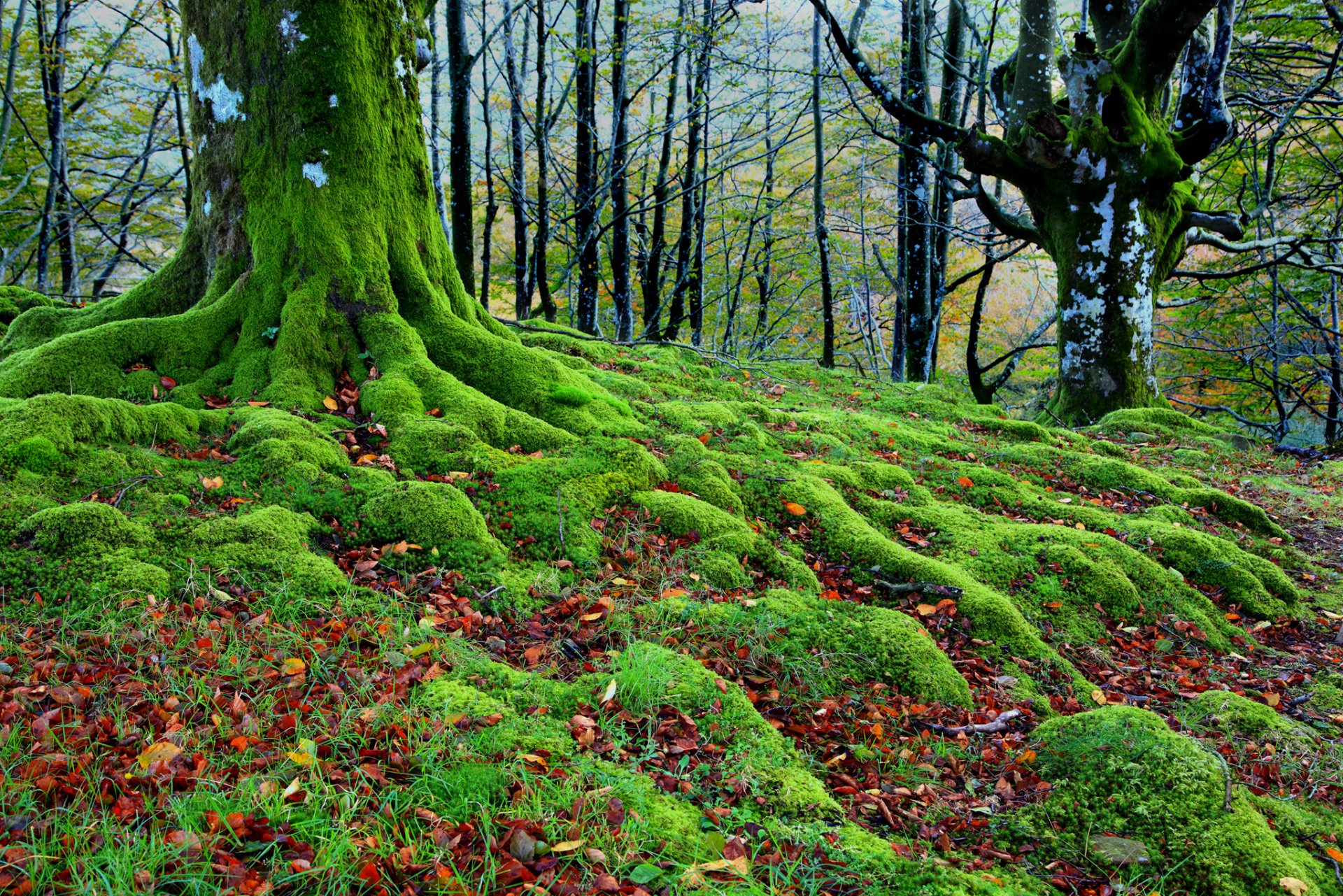 forêt arbres racines mousse automne