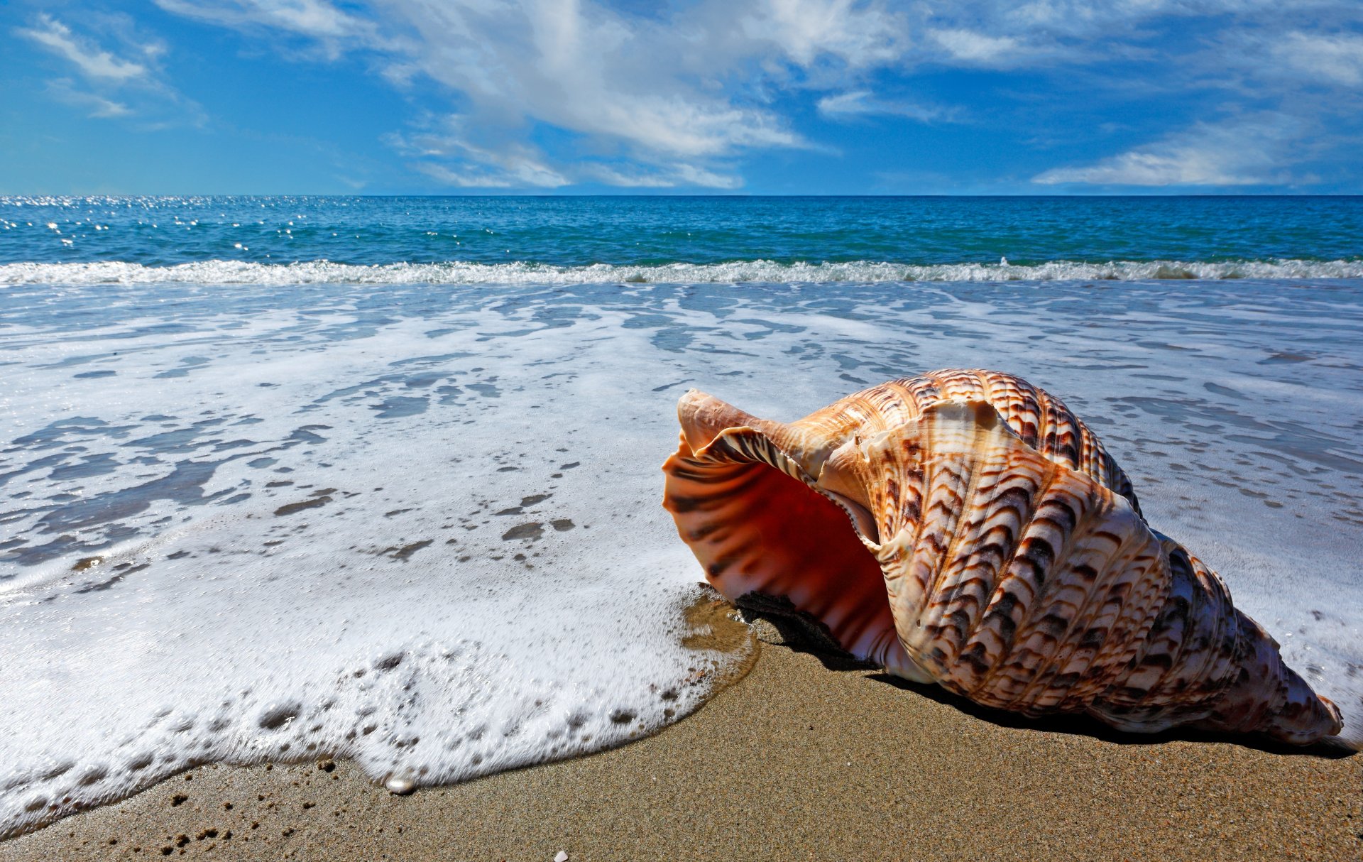 naturaleza mar playa nubes arena conchas marinas