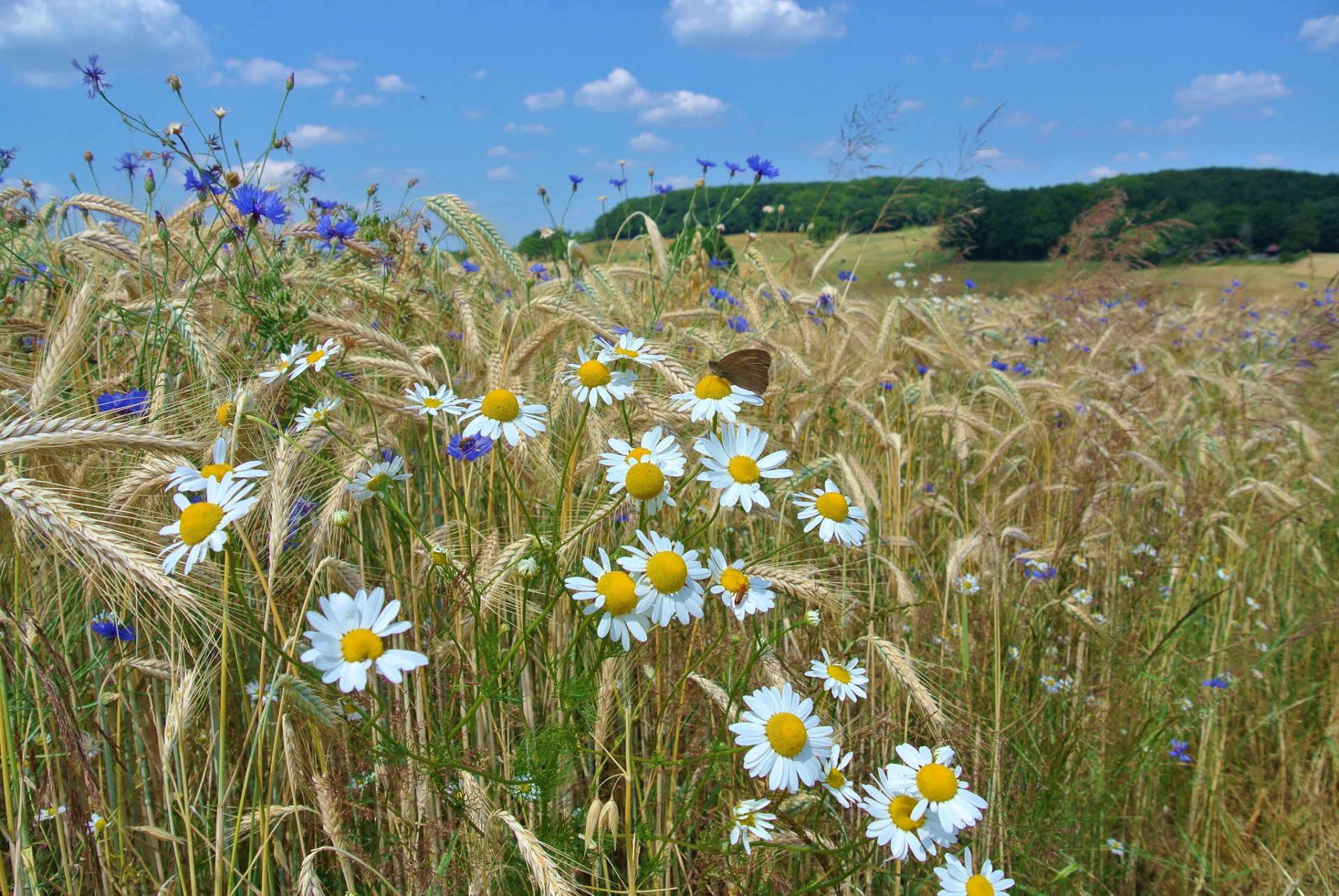 campo spighe alberi cielo fiori margherita farfalla