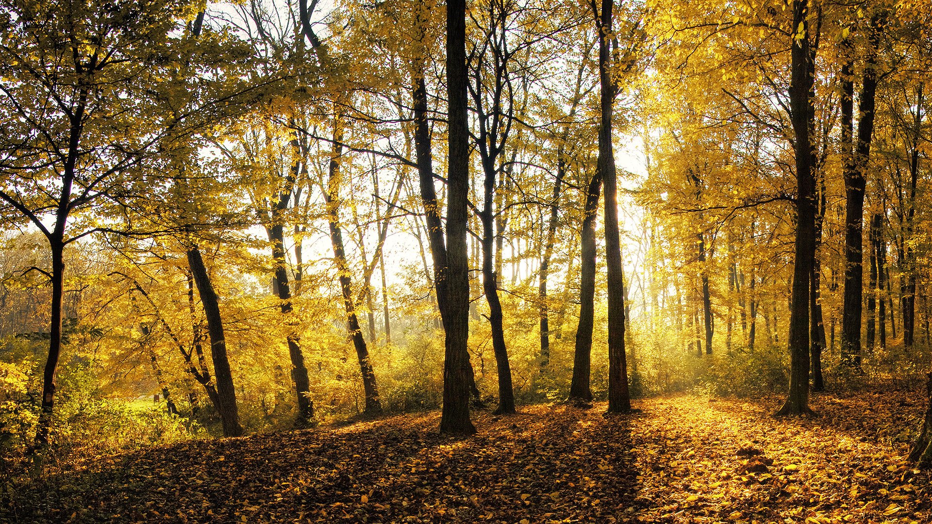 otoño hojas árboles bosque luz