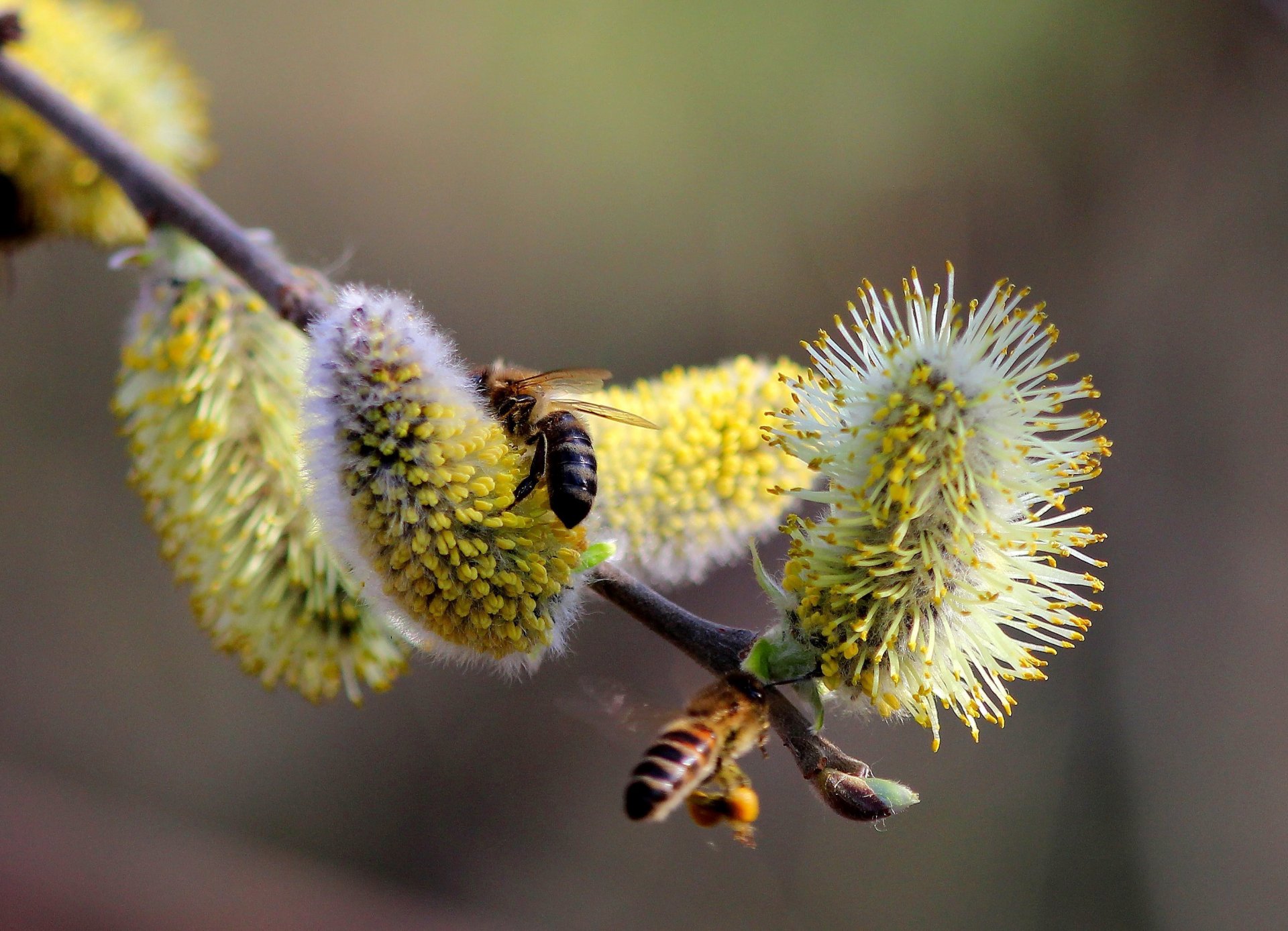 nature spring branches willow kidney pollen