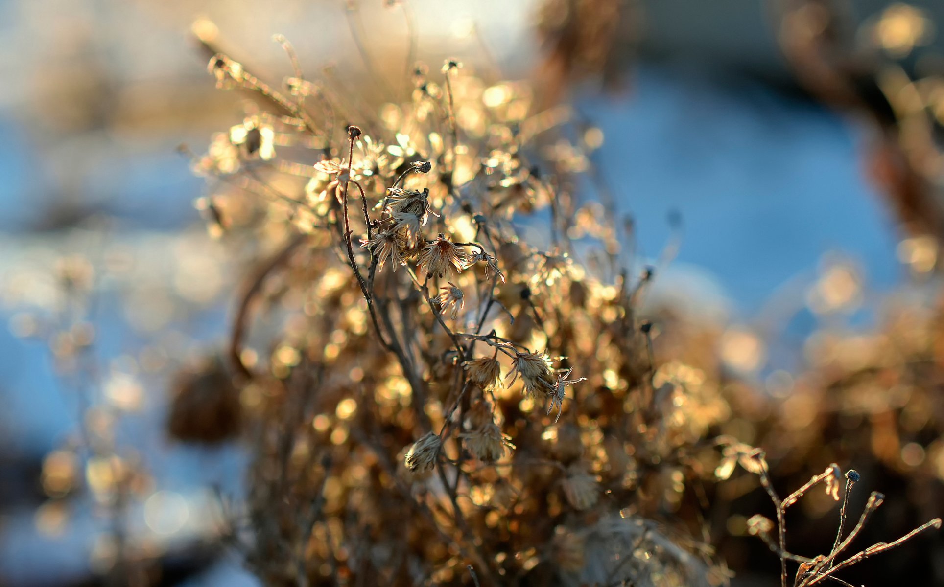 trockenes gras blumen sonnenlicht