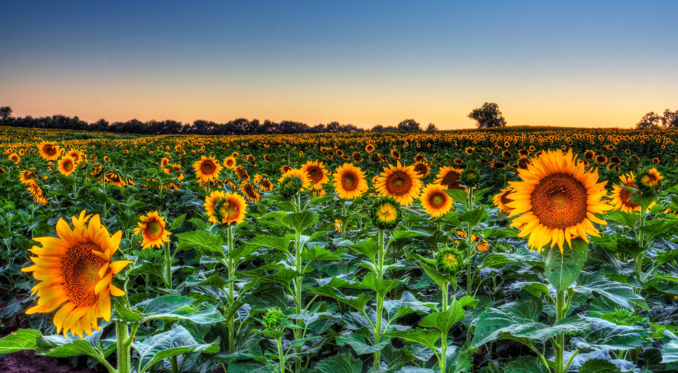 champ ciel soirée fleurs tournesols horizon arbres feuilles