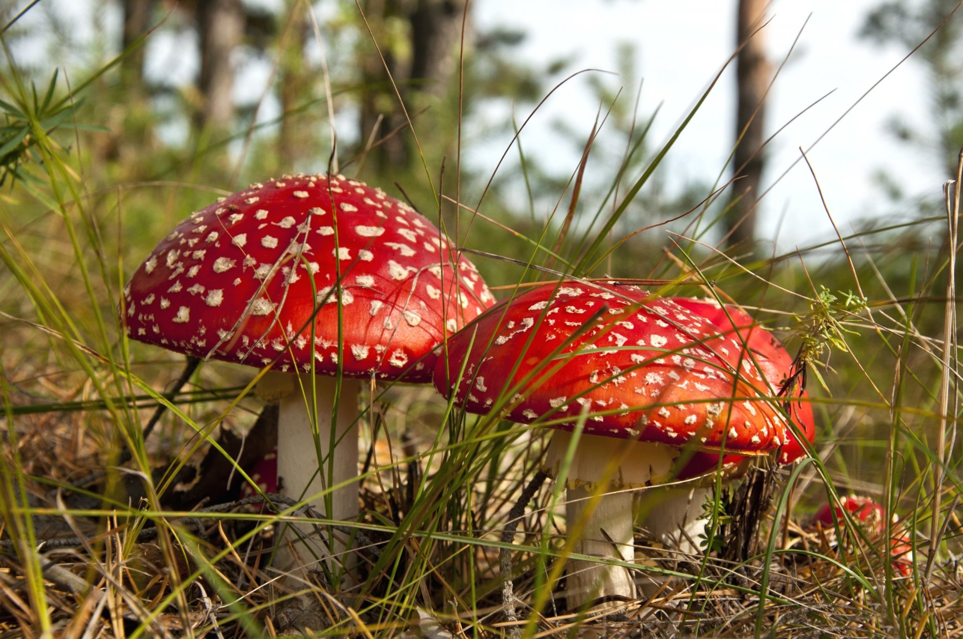 mushrooms amanita grebe forest autumn