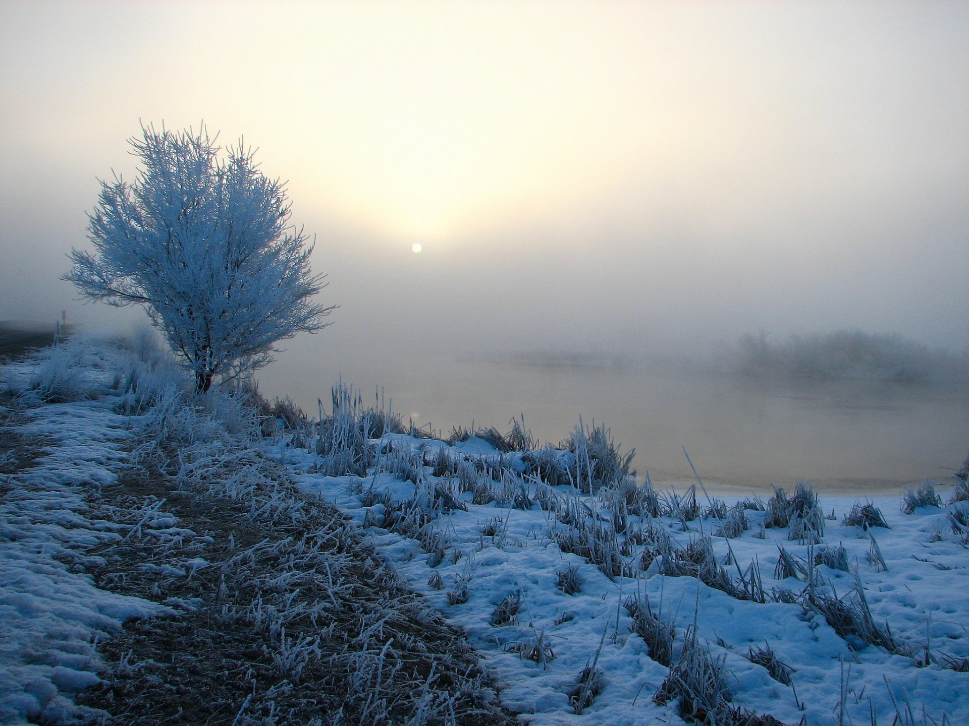 matin brouillard rivière neige herbe arbres