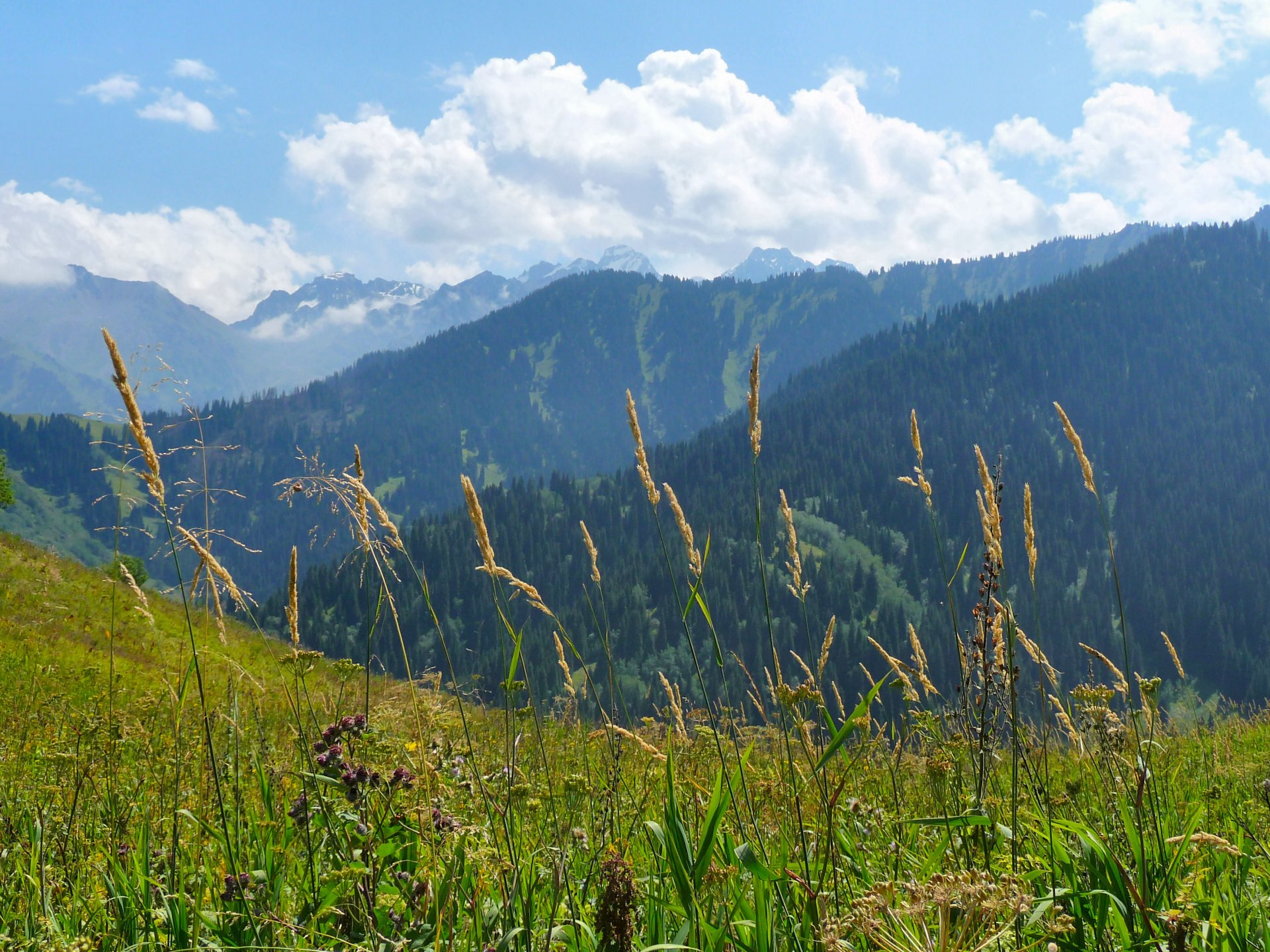 mountain forest polonyna nature