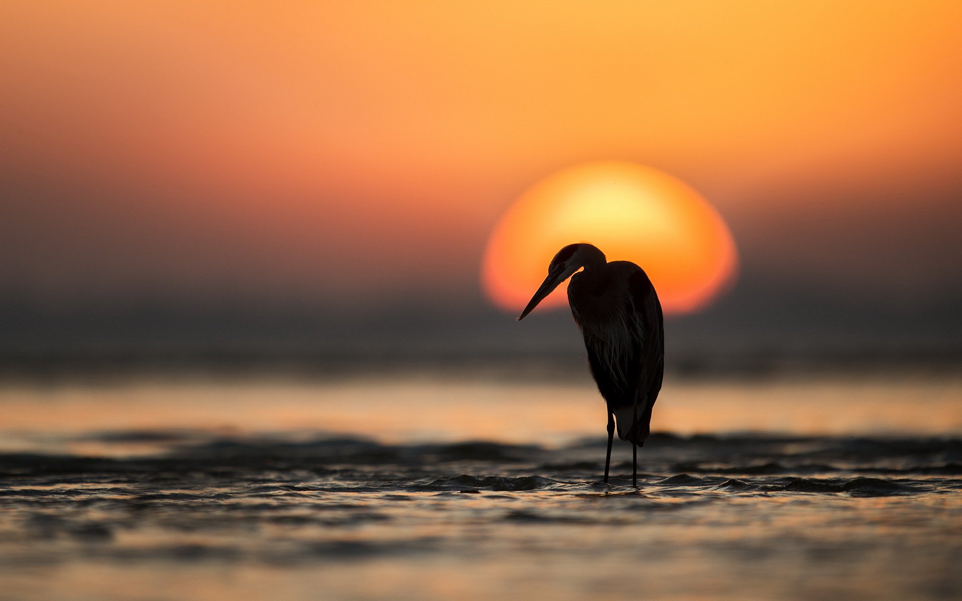 uccello tramonto natura