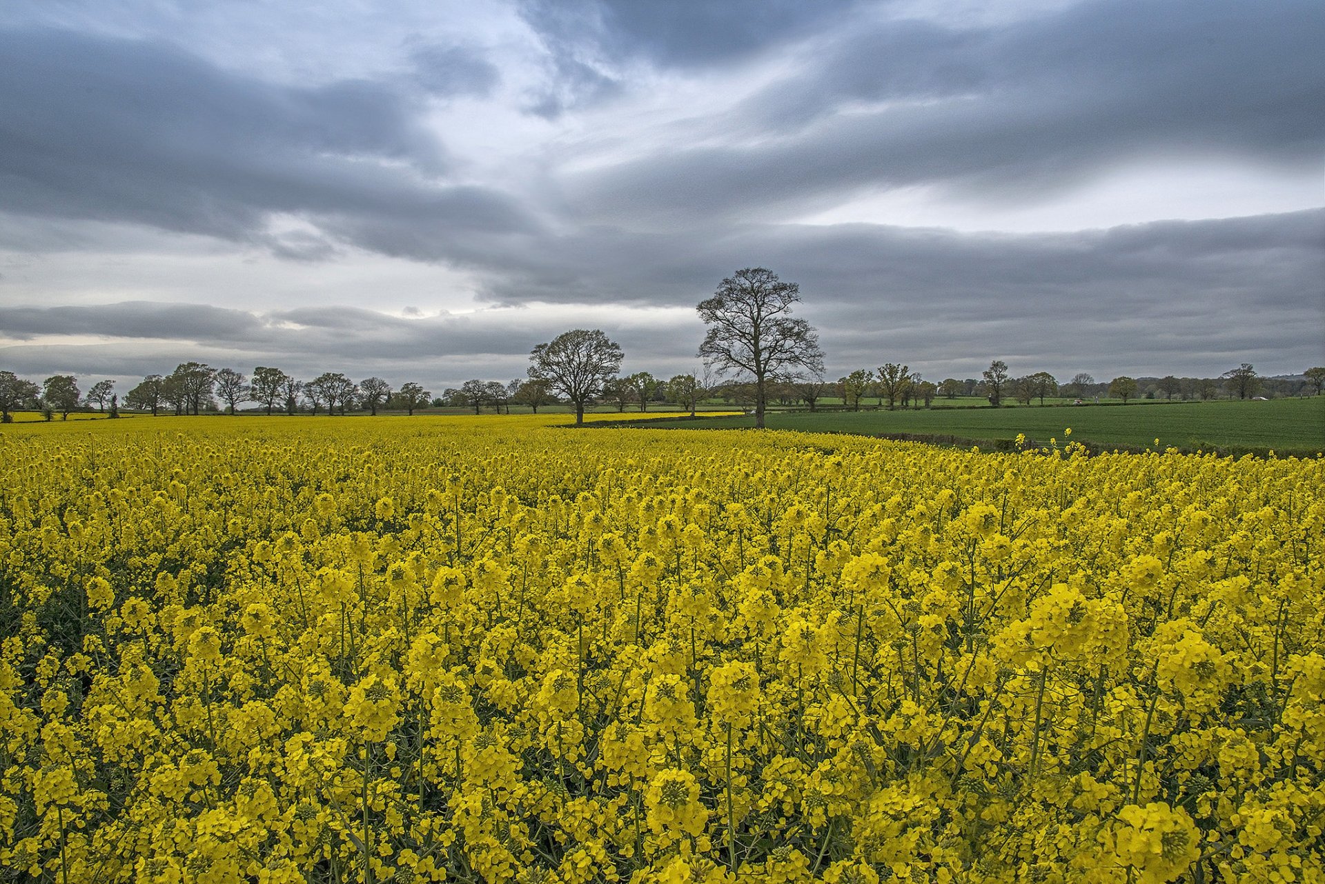 feld lichtung bäume gras raps himmel wolken