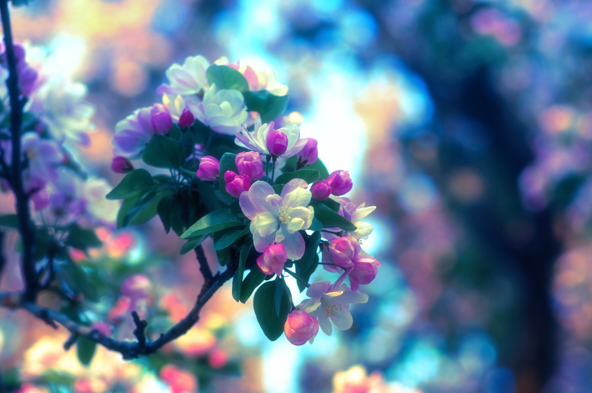 frühling apfelbaum blüte