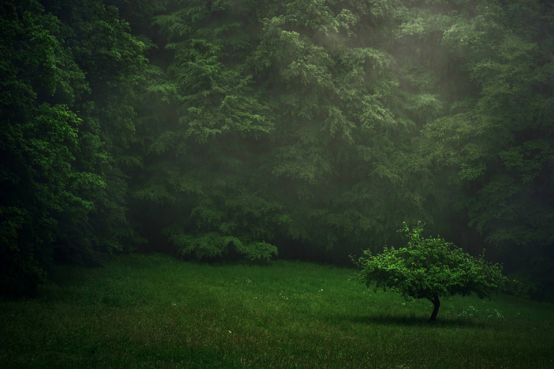 wald rasen baum regen sommer grüns