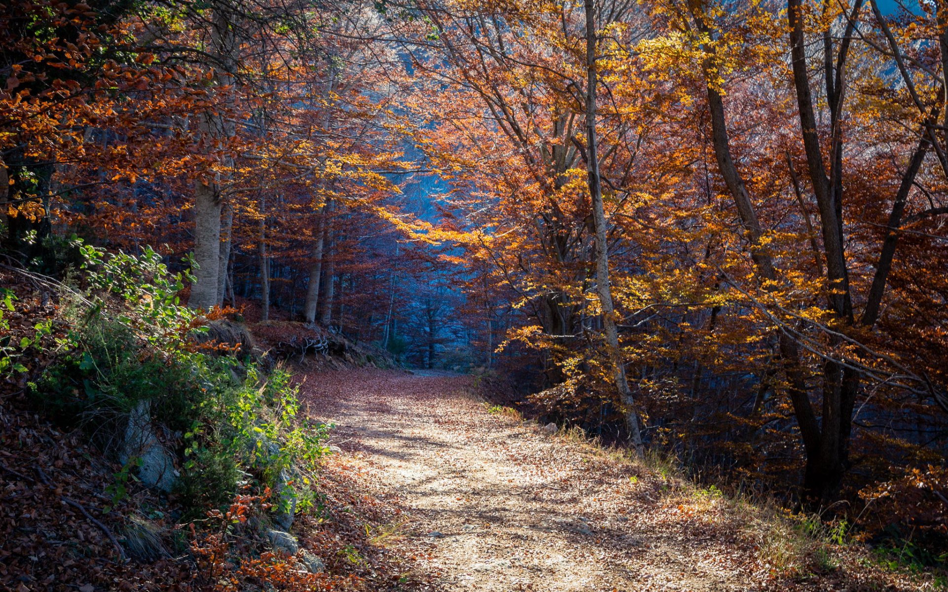 bosque otoño sendero naturaleza