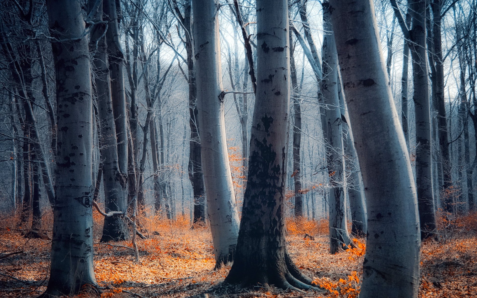 wald natur landschaft