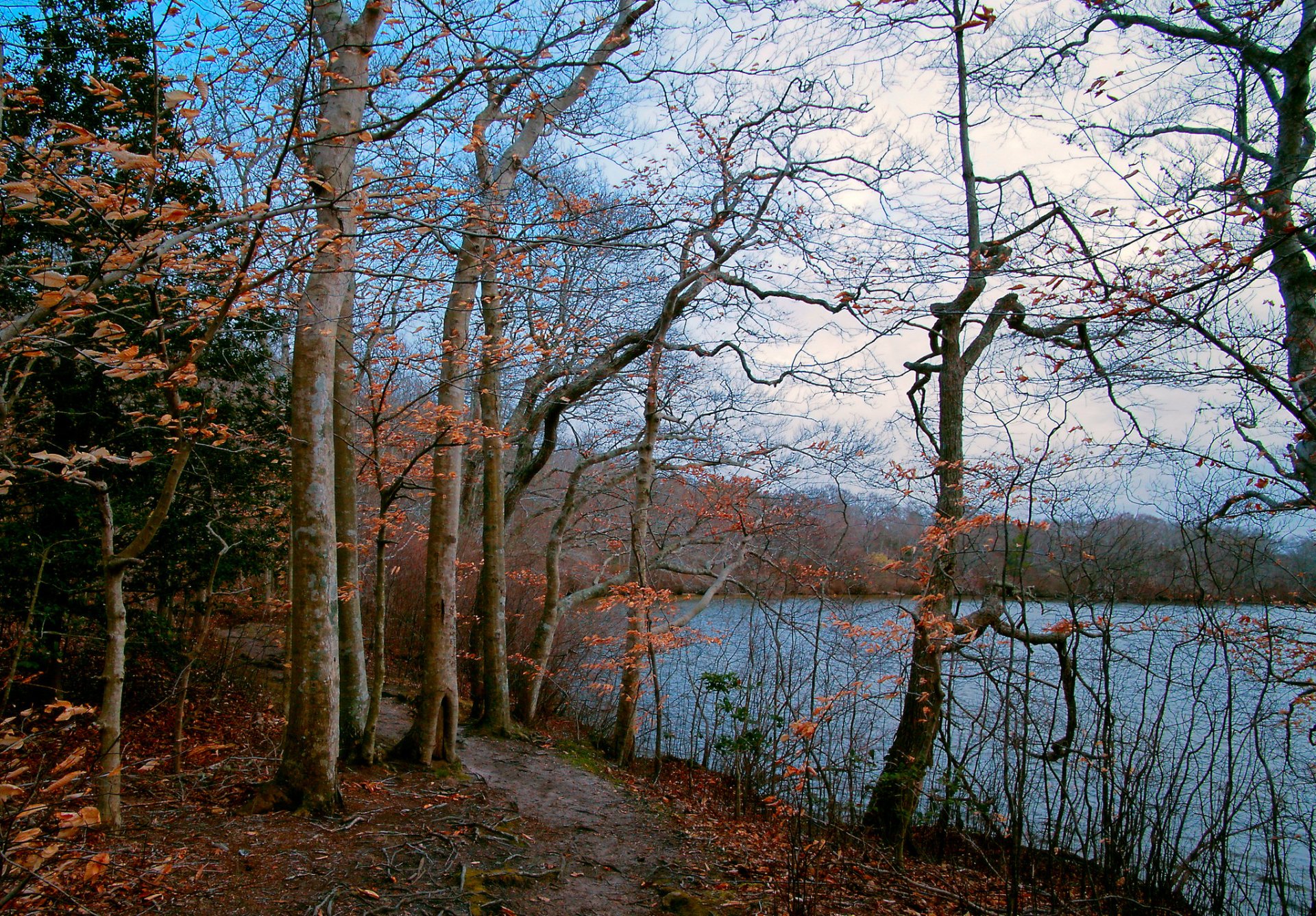 himmel see wald bäume herbst fußweg