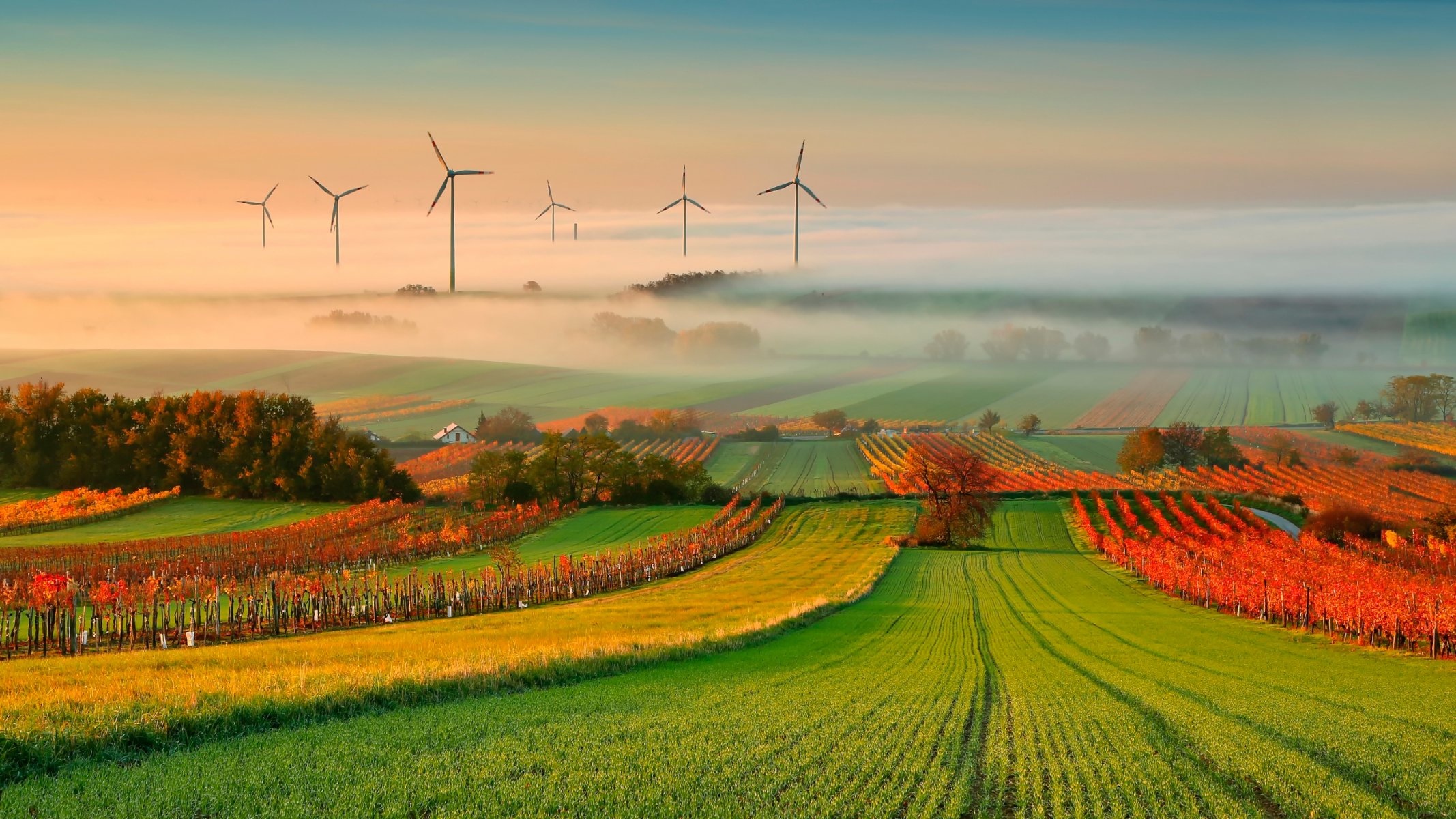 autumn vineyard fog