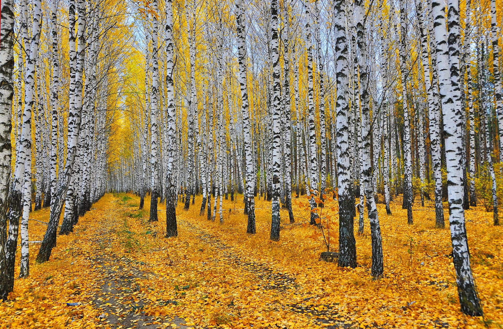 foresta boschetto alberi betulle foglie giallo sentieri autunno