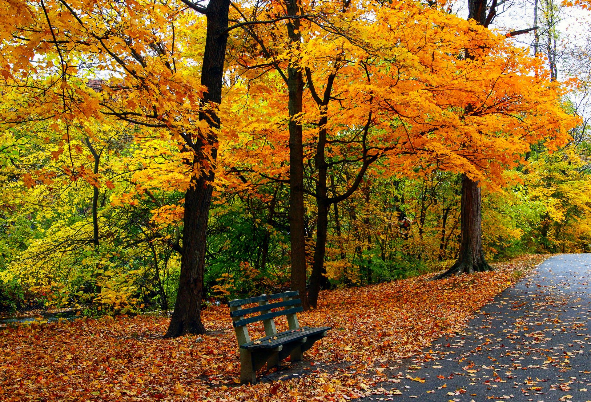 leaves trees park grass road colors autumn walk hdr nature bench tree