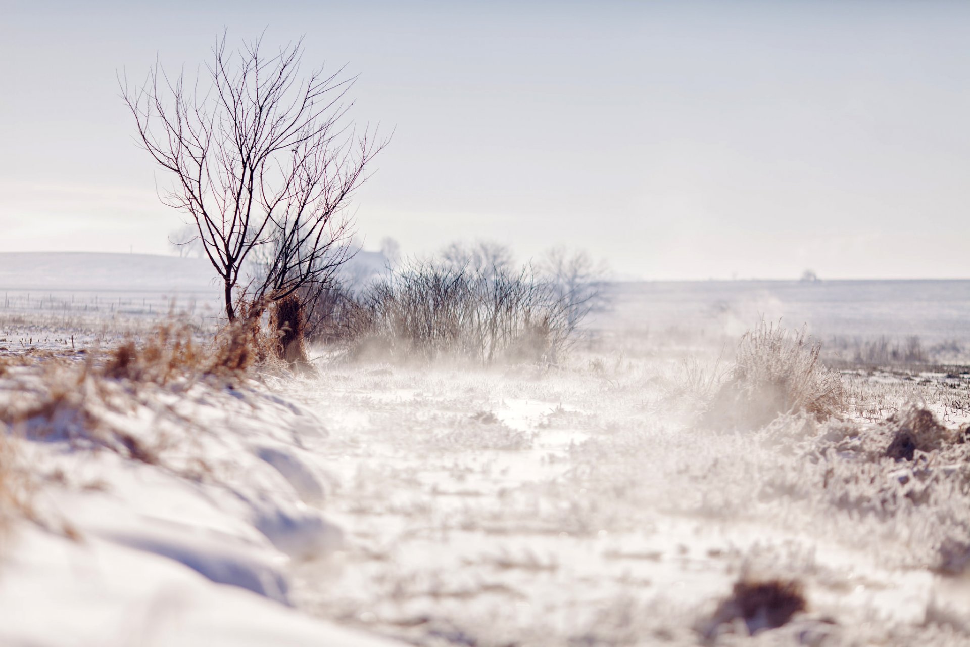 winter feld schnee baum bäume zweige natur