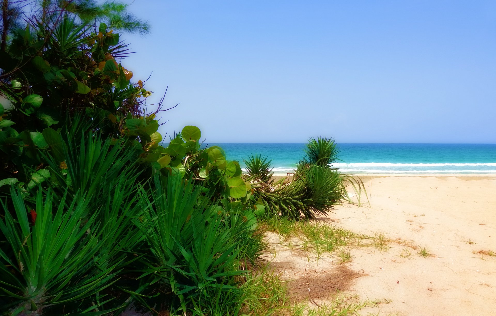 spiaggia sabbia mare piante