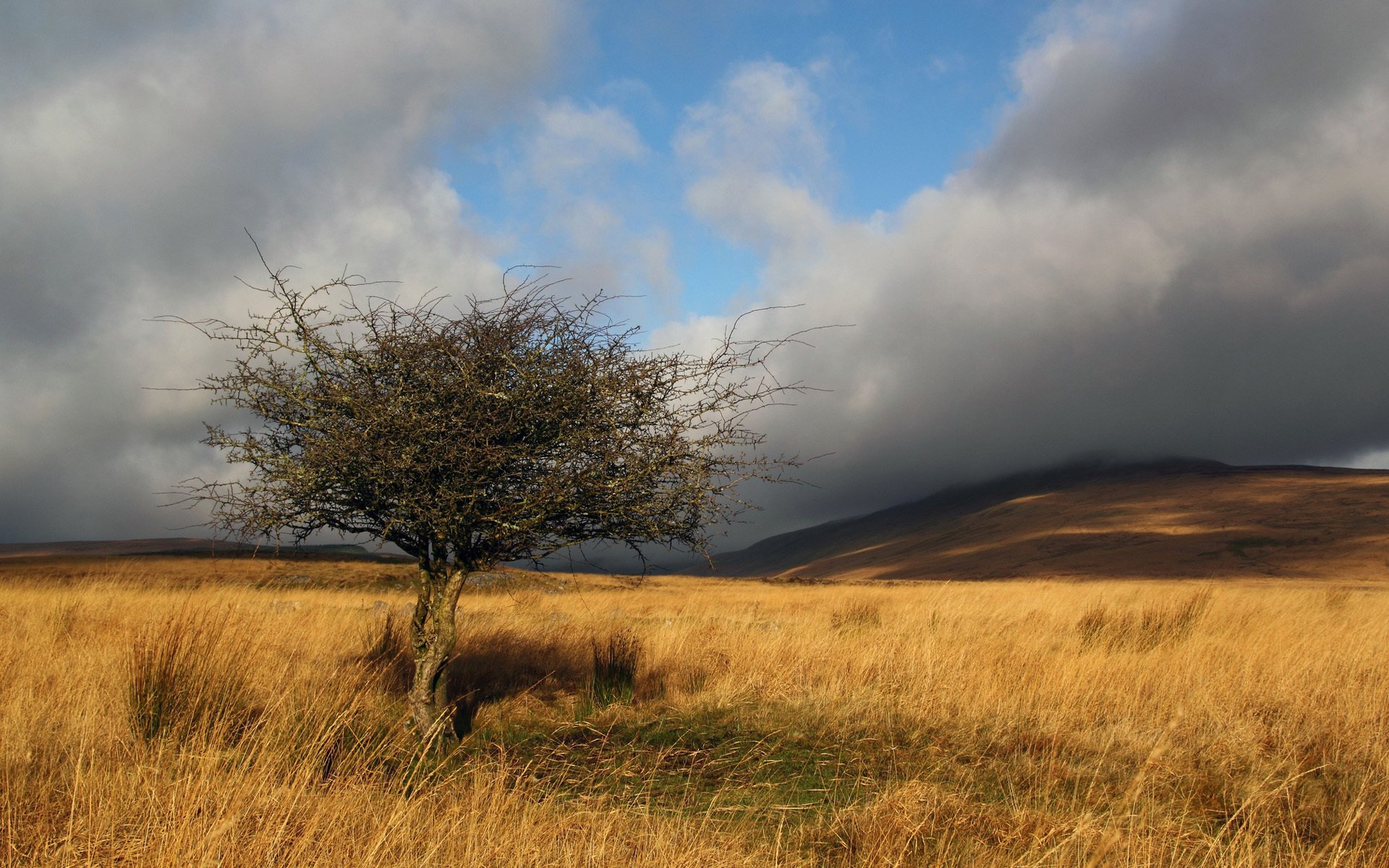 herbe champ arbre branches nuages soleil